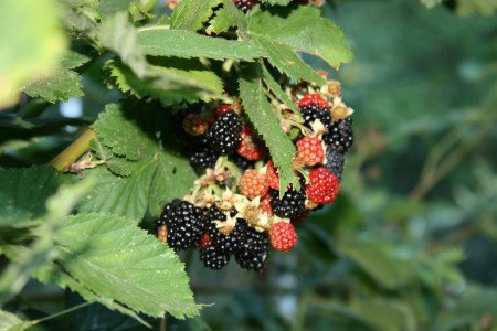 thornless-blackberries.jpg