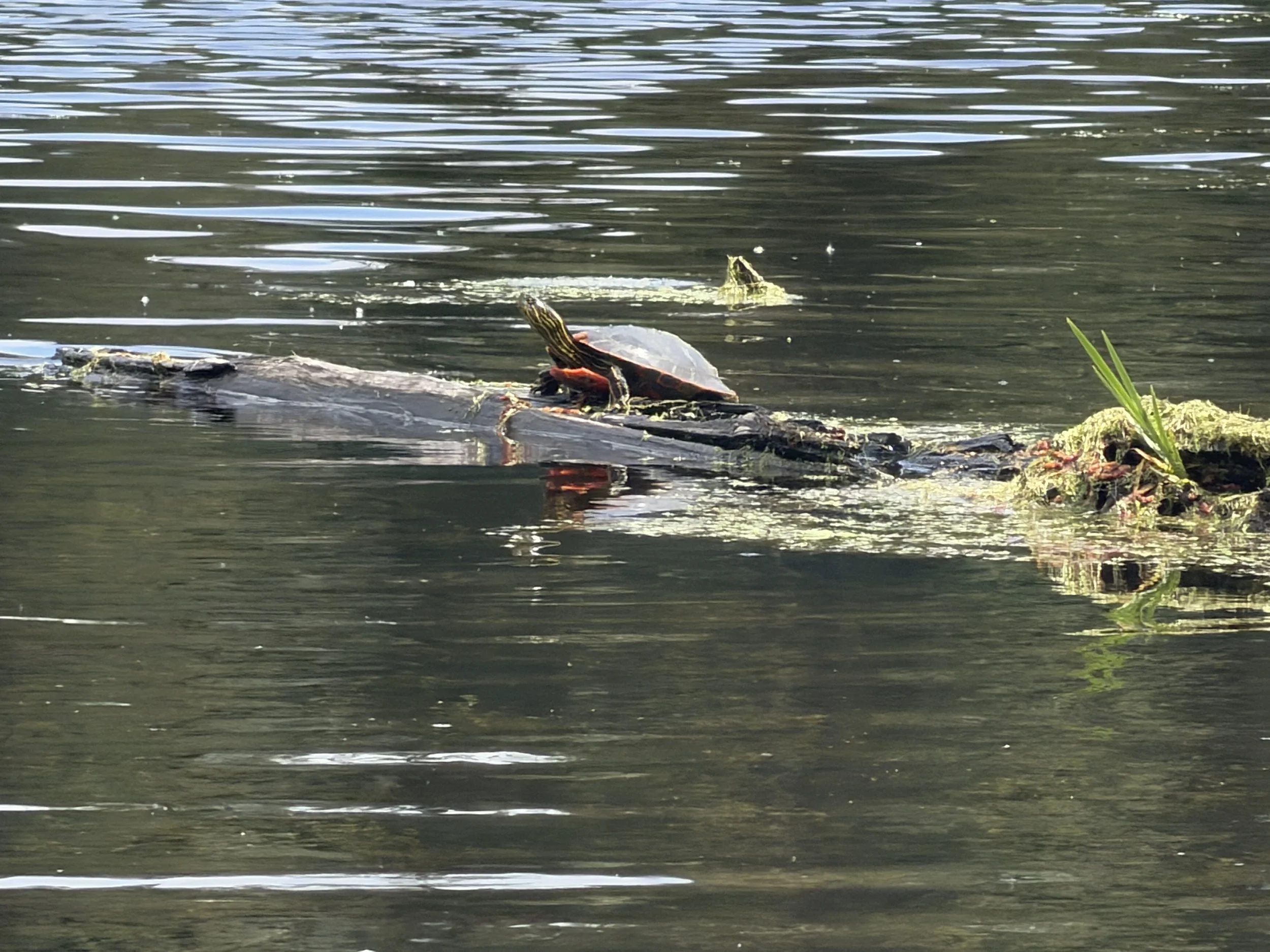 turtle.JPEG