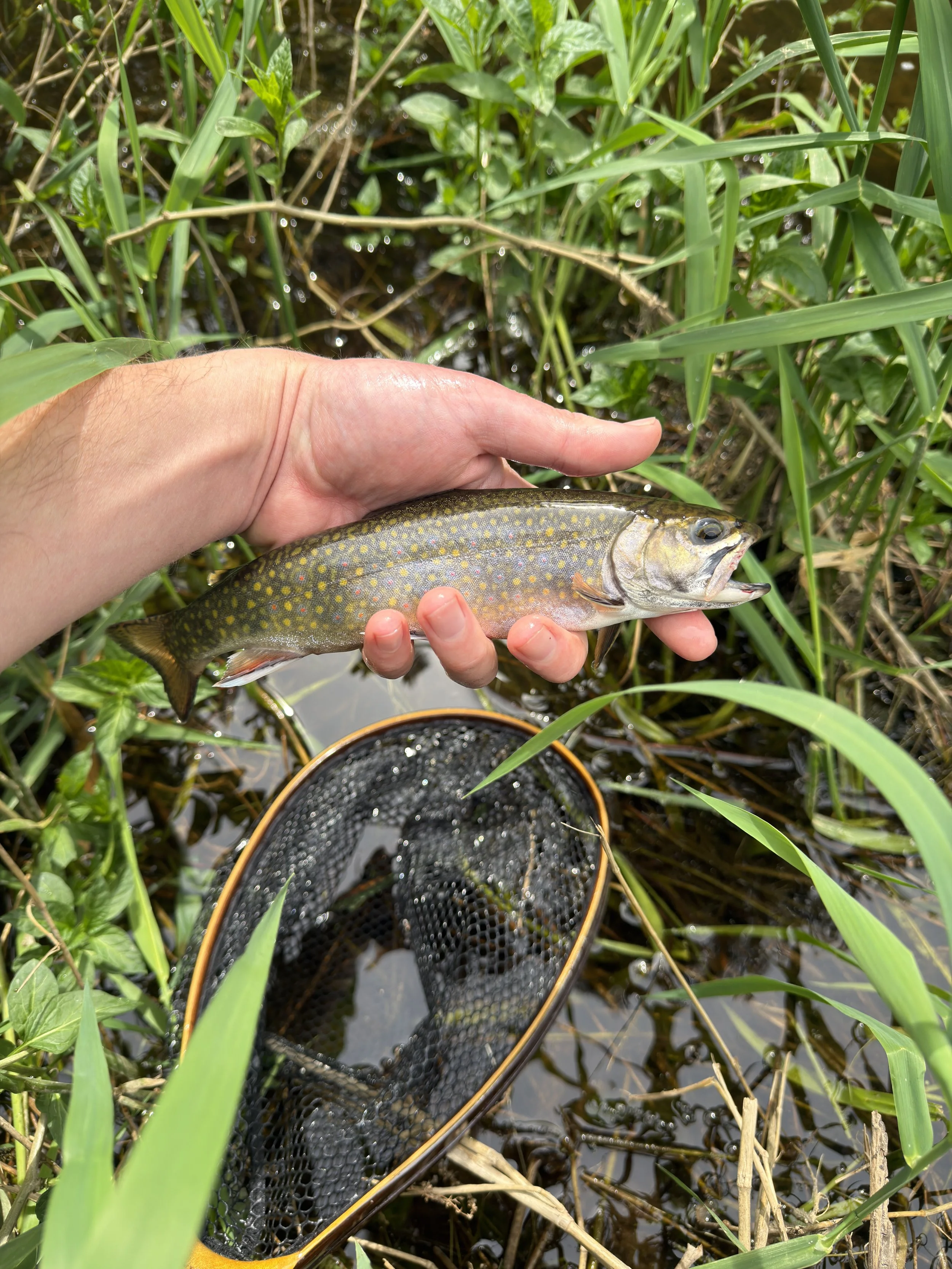 Brook in a Brook Trout