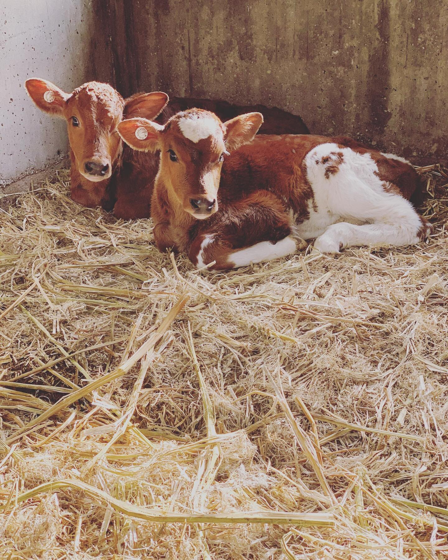 🌱This season at Woodlands Farm we have been making good use of our hemp straw for pet bedding!

🌱hemp straw is sustainable, biodegradable and our calves love it!

#hemp #hempstraw #hemphurd #petbedding #dry #warm #cosy #happycalves #moomoos #sustai