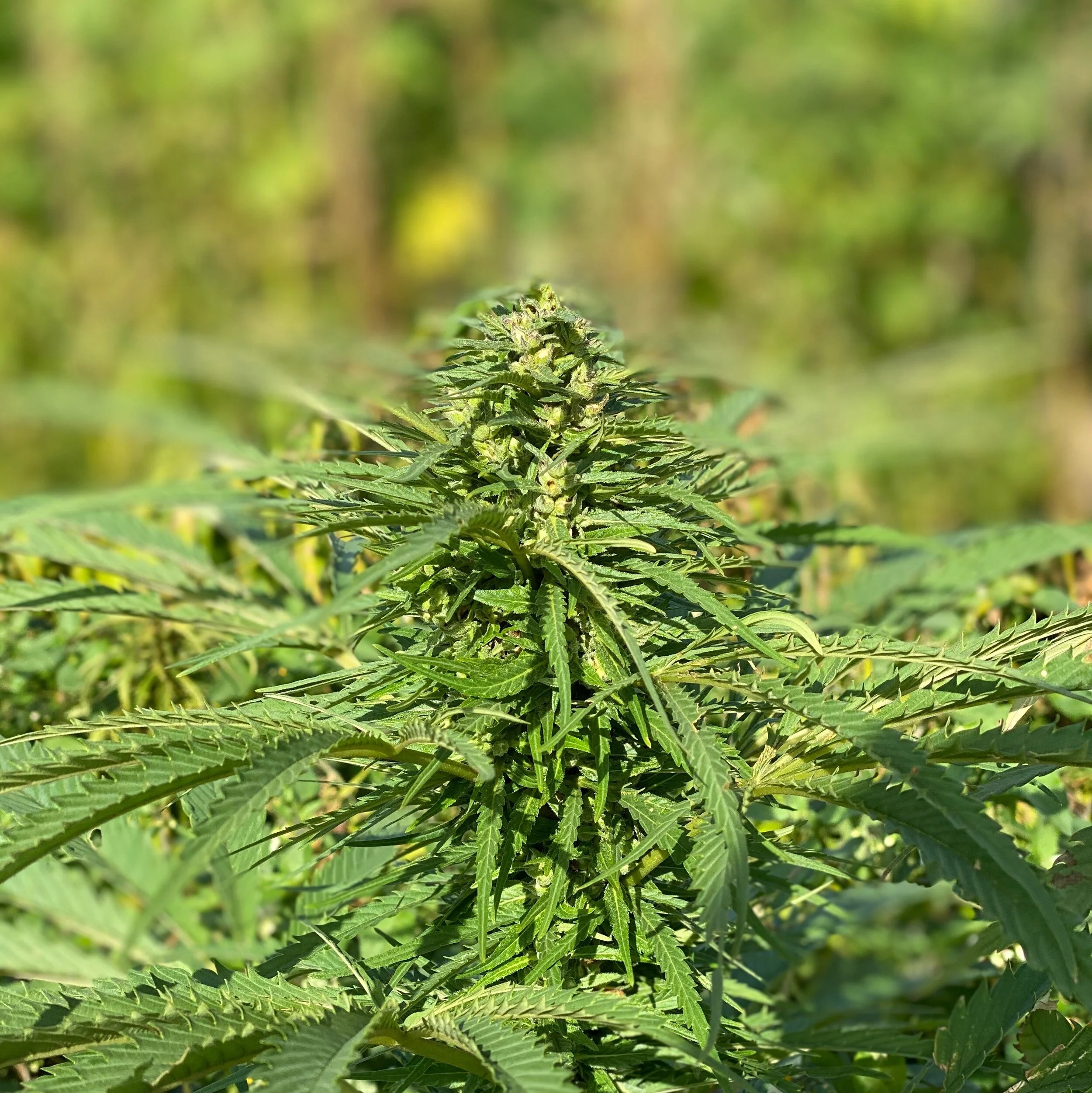 Female hemp plant portrait.JPG