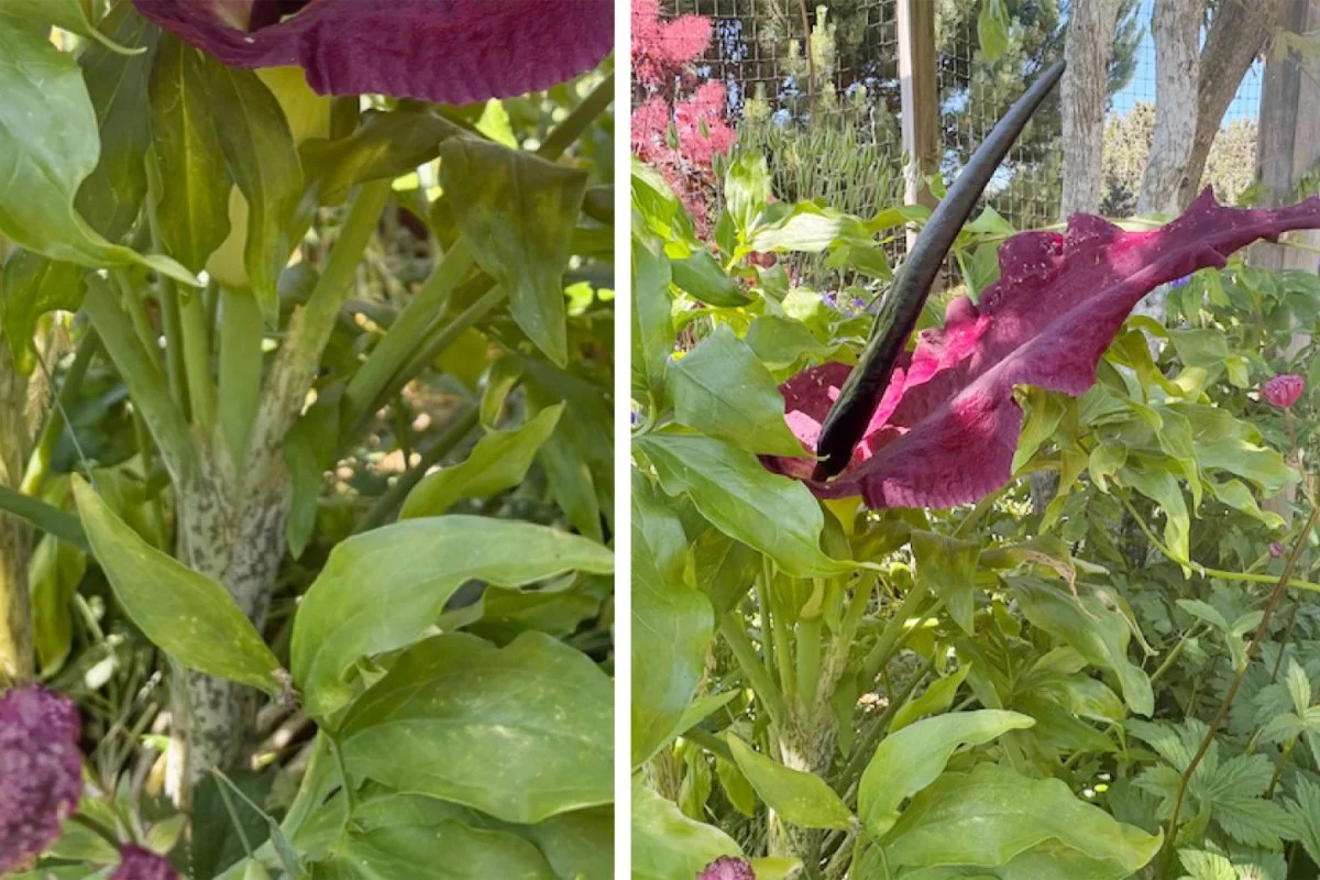 What’s that smell? Meet Dracunculus vulgaris