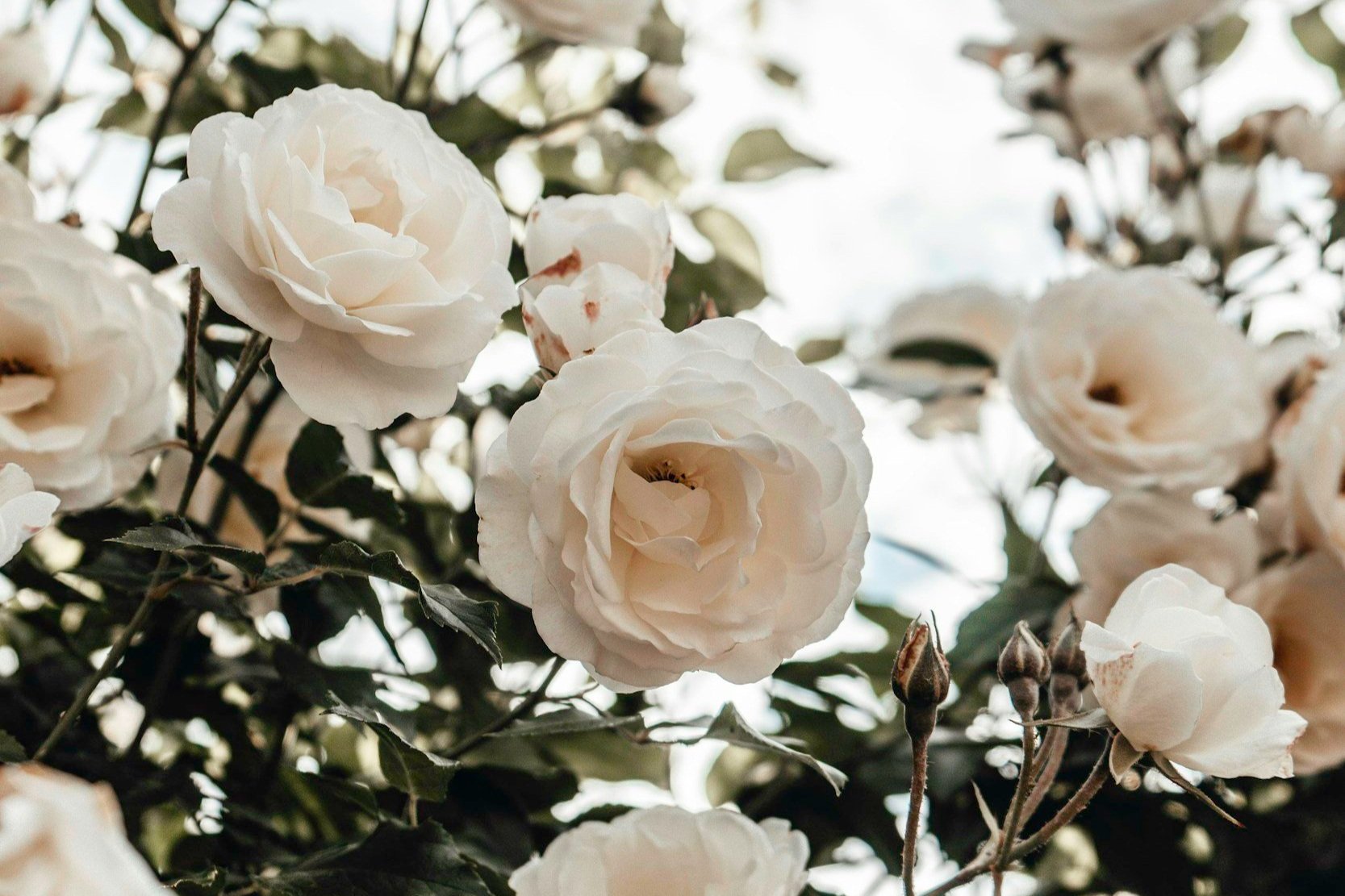 Sooke Garden Club General Meeting