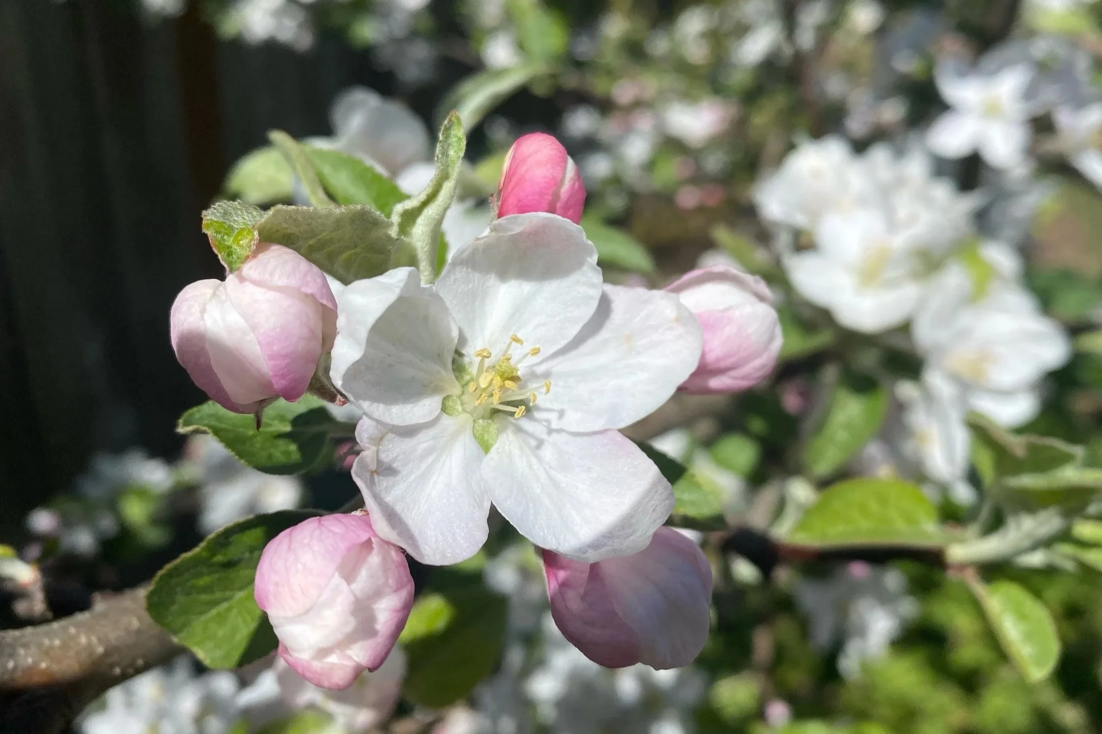 Sooke Garden Club general meeting