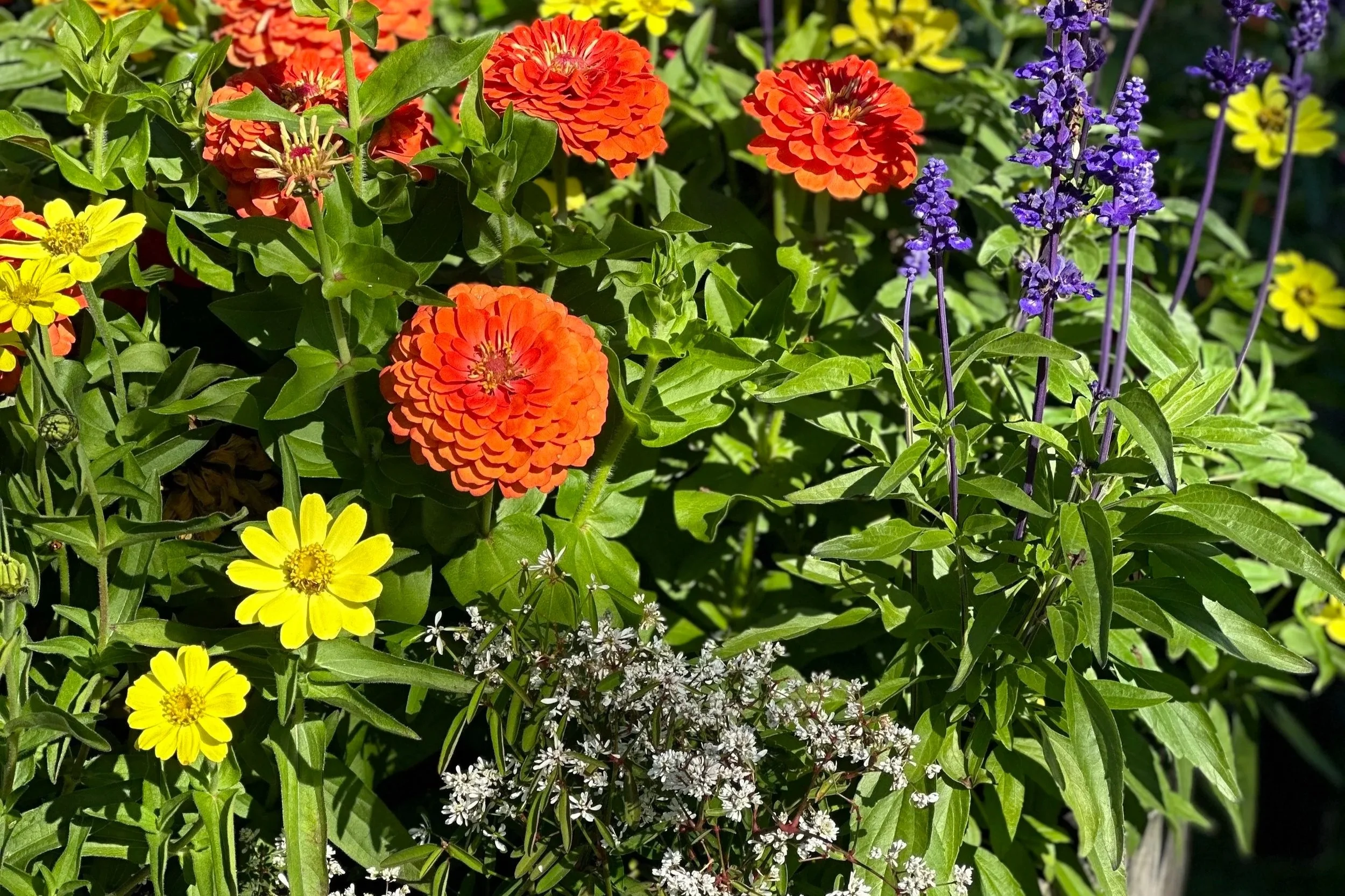 Sooke Garden Club general meeting
