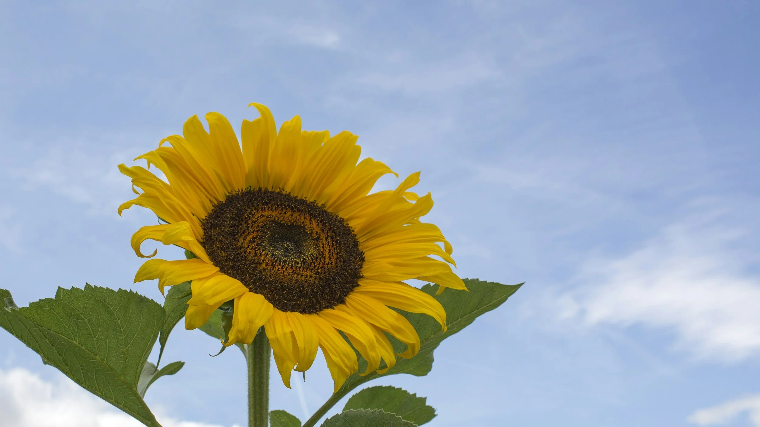 Sooke Garden Club general meeting