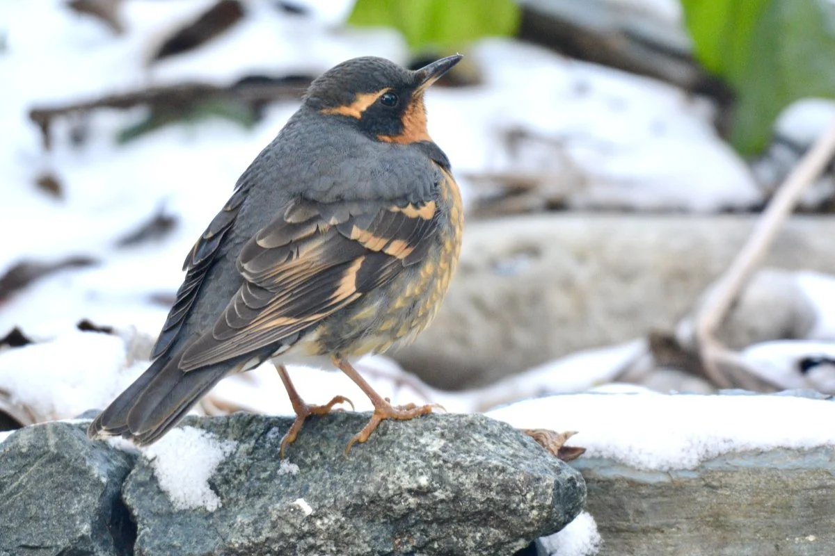 Christmas Bird Count