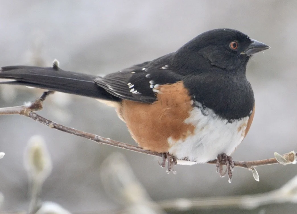 Sooke’s Christmas Bird Count