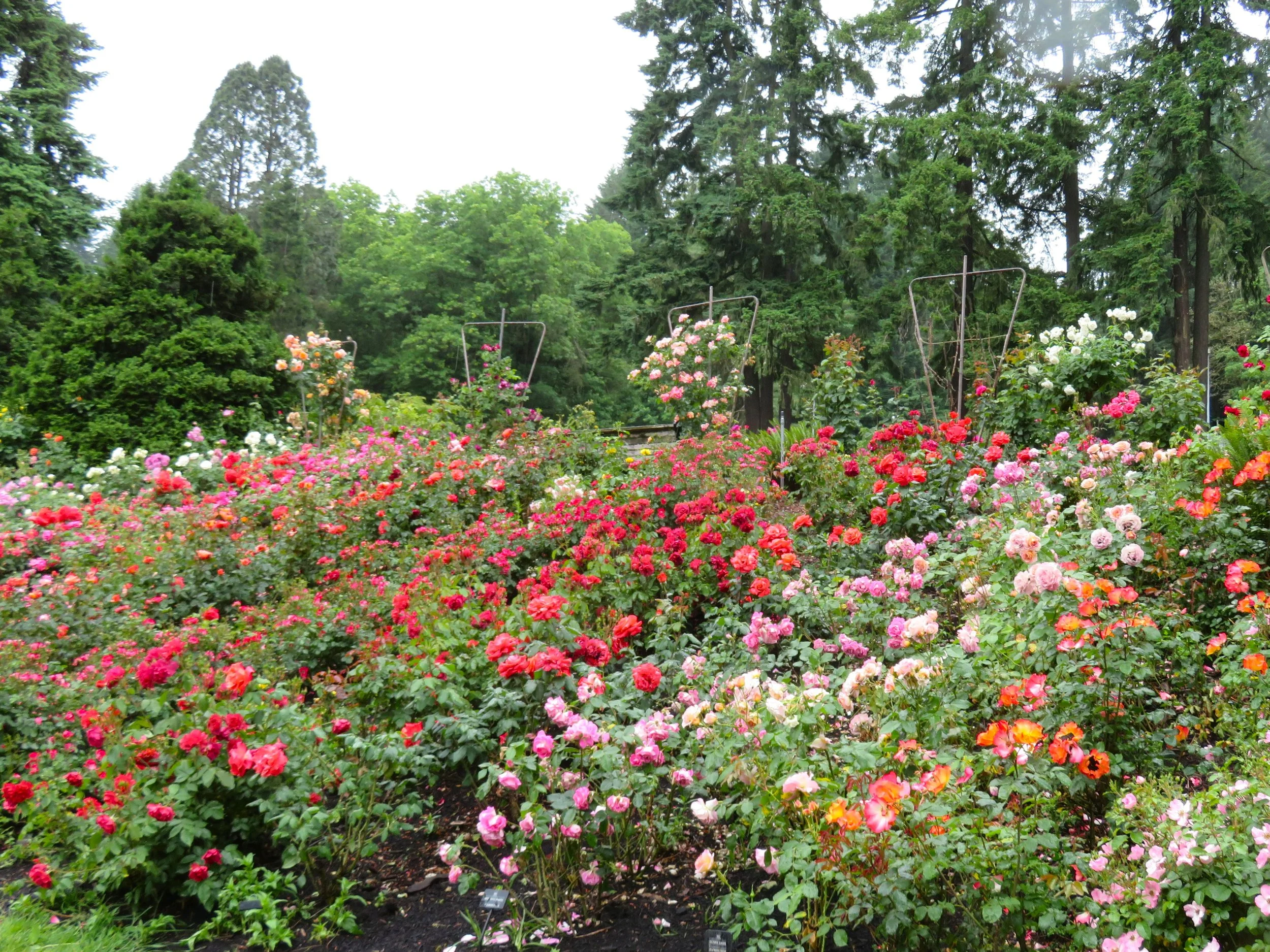 InternationalRoseTestGarden.JPG