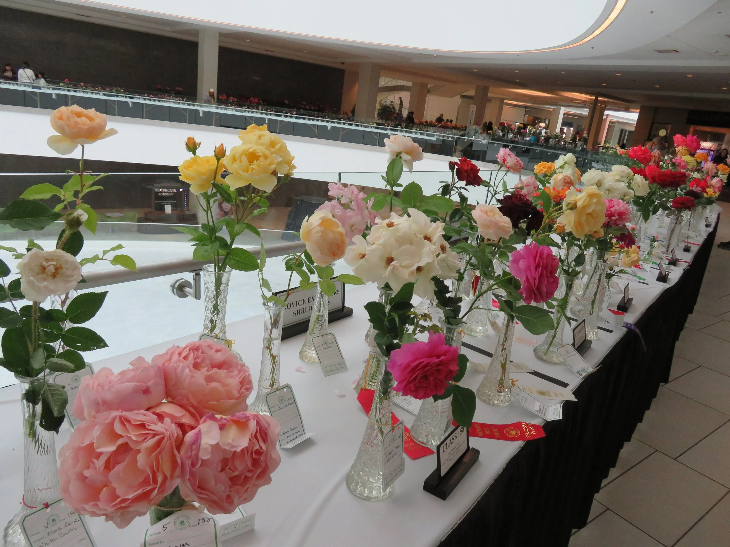 RoseSocietySpringShowLloydCtr.JPG