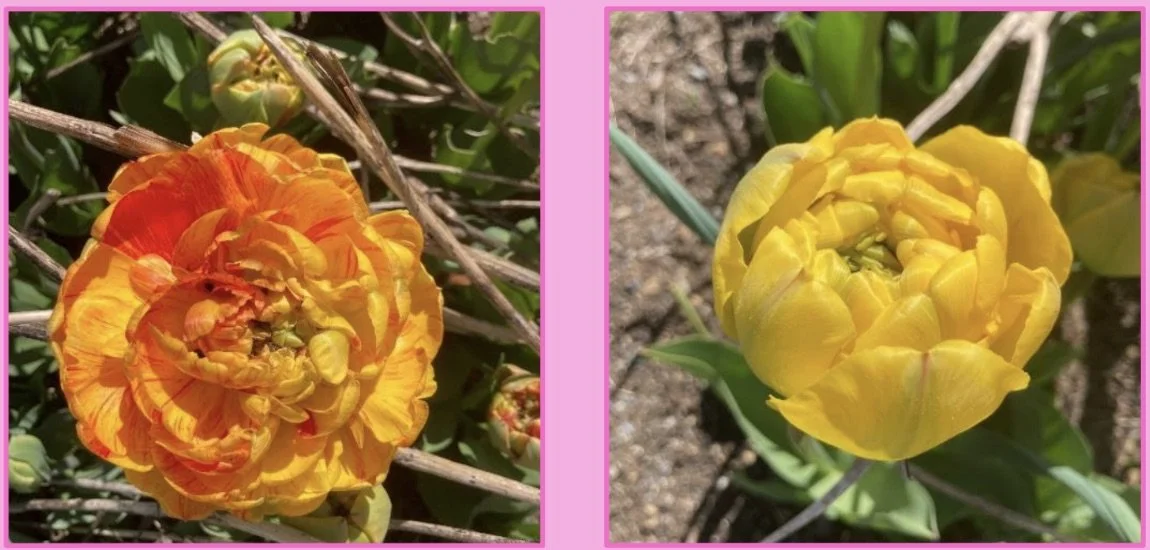 Tulips + garlic vs. deer