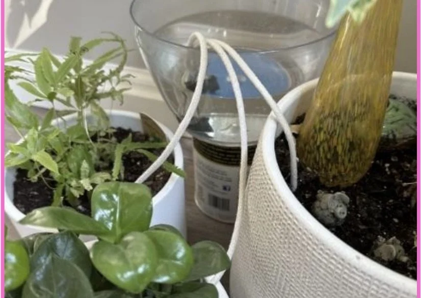 Keep Houseplants Alive While You’re Away: The String Drip Watering System