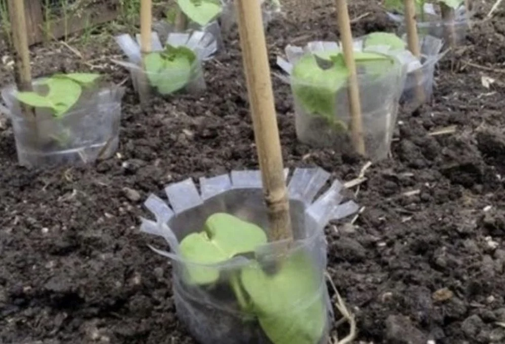 Recycle, re-use and keep your seedlings safe