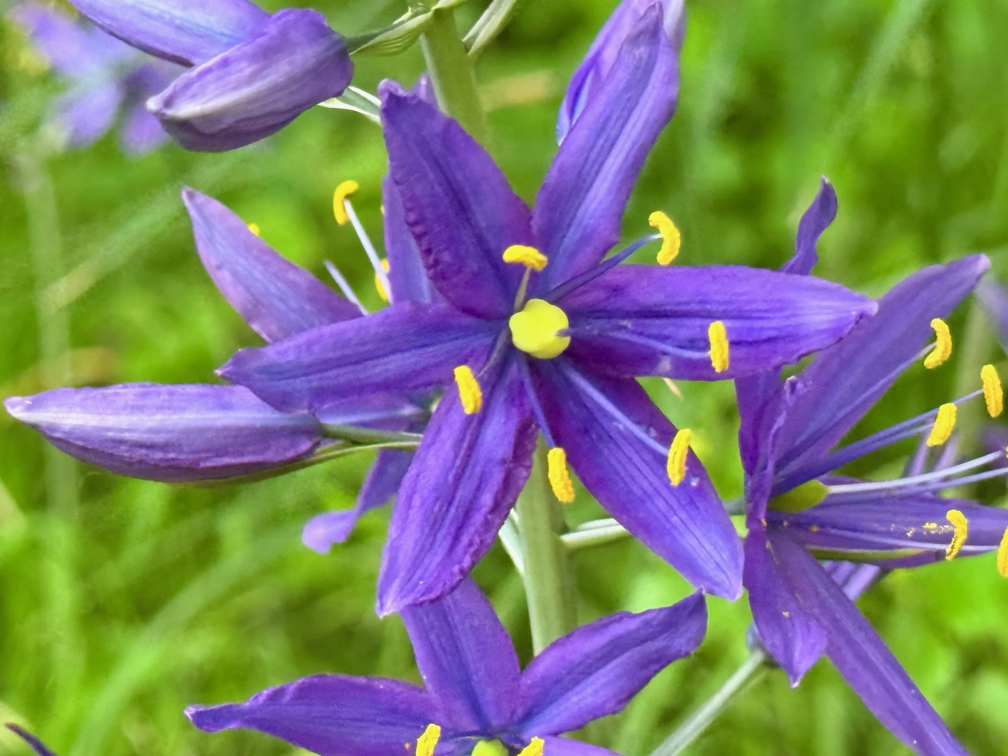 Working with Native Plants in our Local Ecosystems