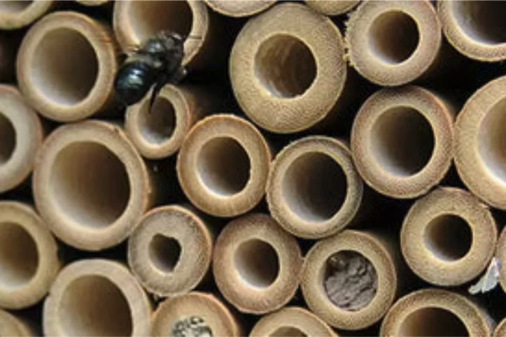 Sooke Garden Club March 25: The buzz about mason bees