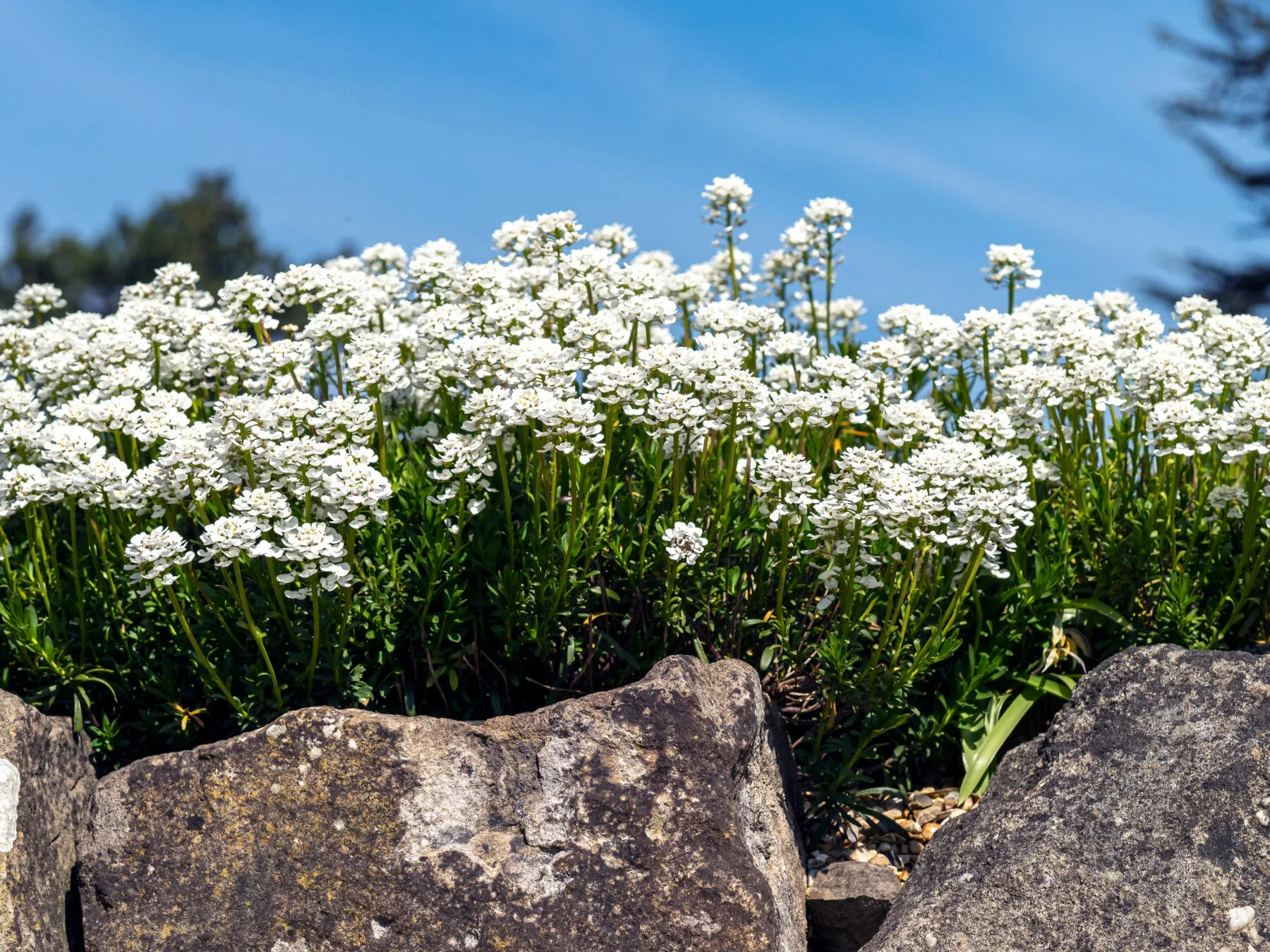 B.C. FireSmart Plant of the Month: Candytuft