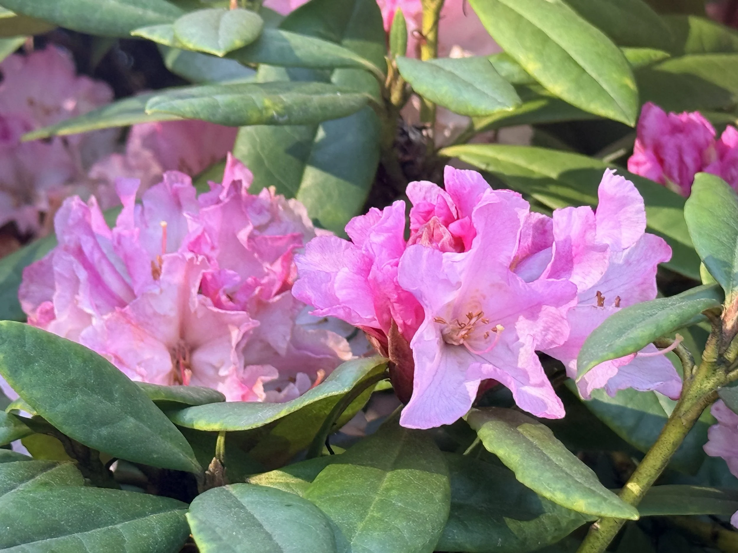 Sooke Garden Club April 22: A world full of rhododendrons