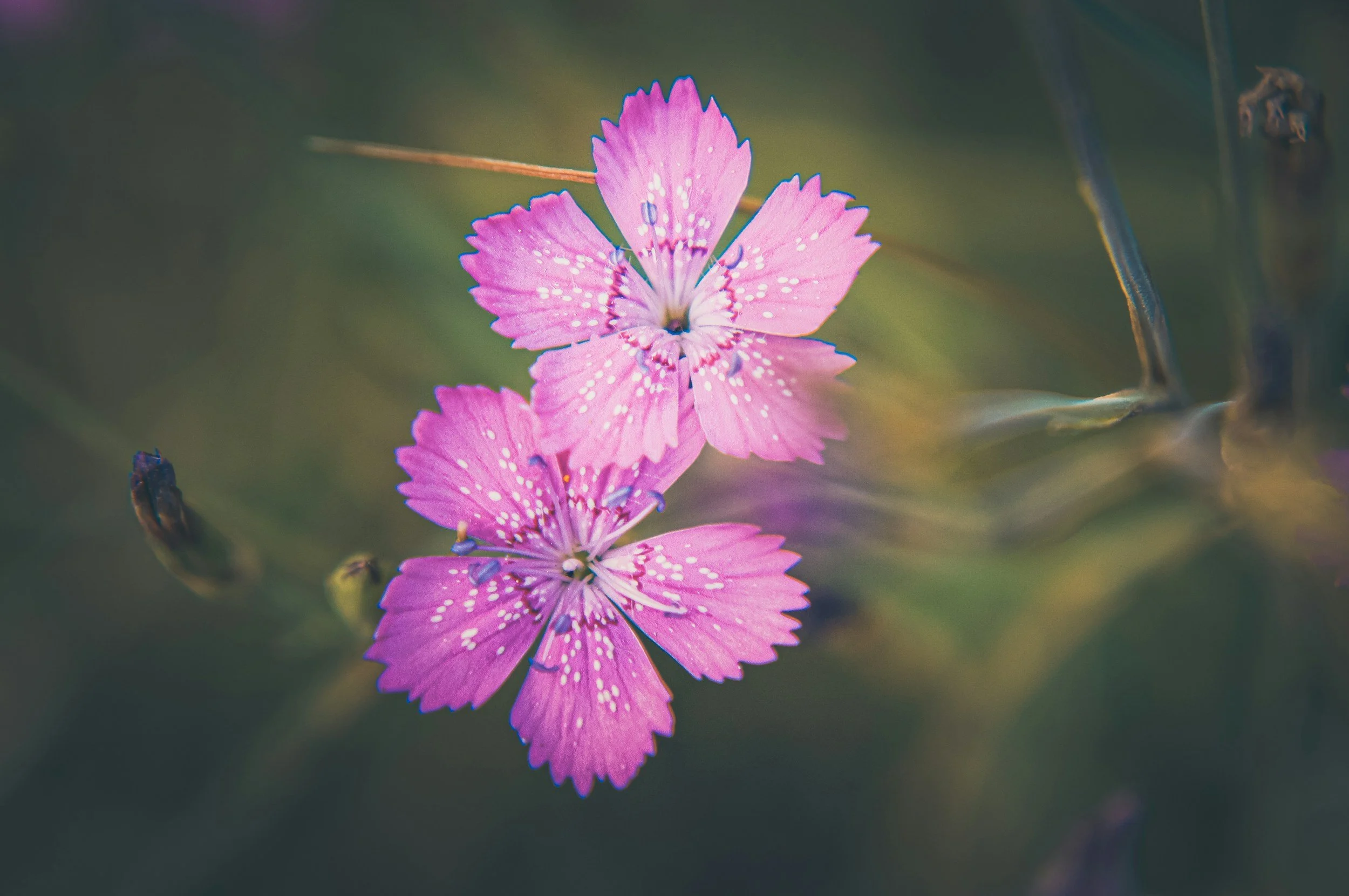Sooke hosts free Wildfire Resilient Gardening workshop 