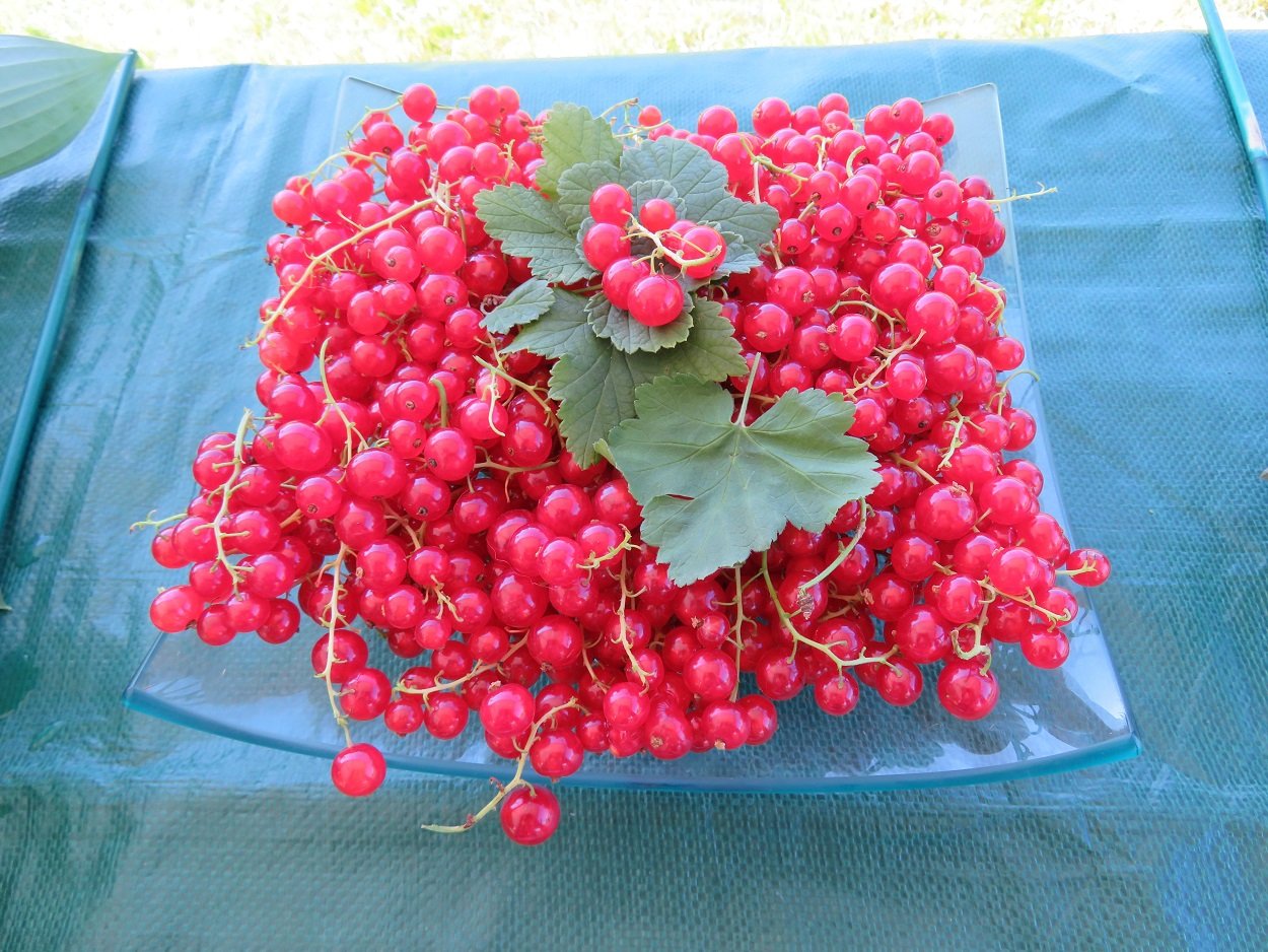 ParlourShow_Cat4_RedCurrant.JPG