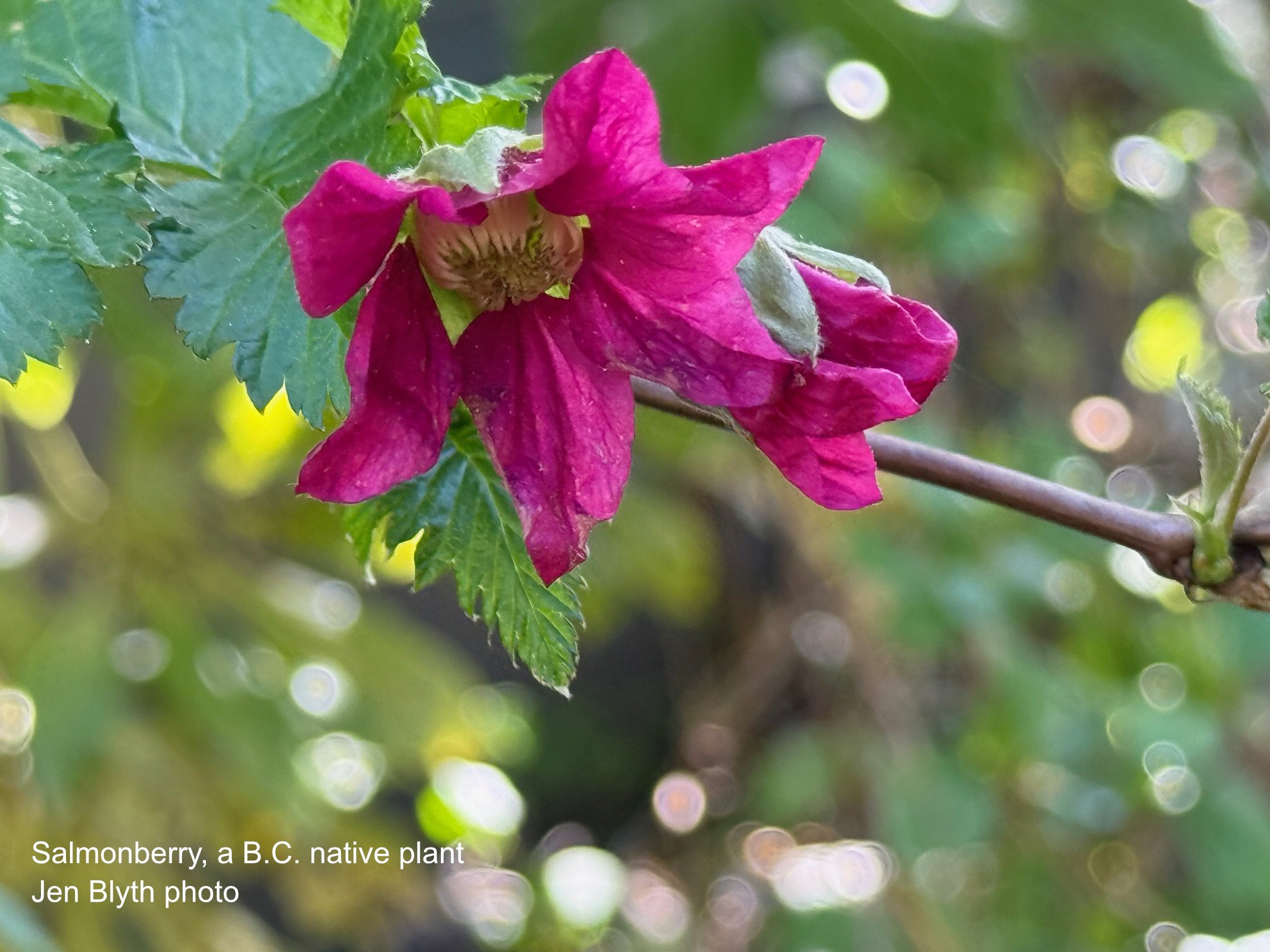 Salmonberry.jpeg