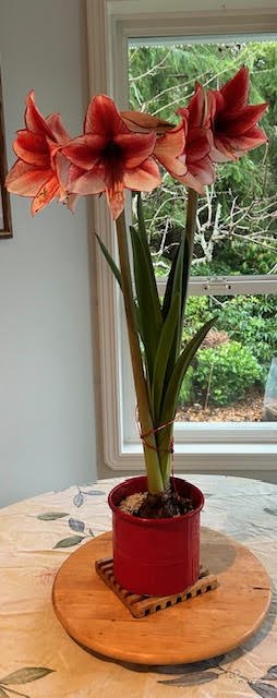 amaryllis-at-xmas.jpg