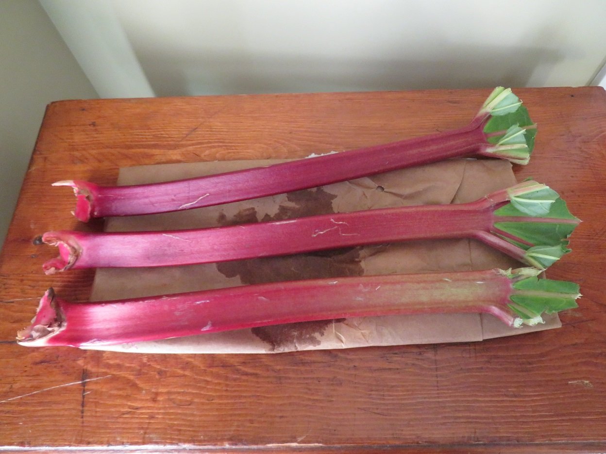 Category6_Rhubarb.JPG