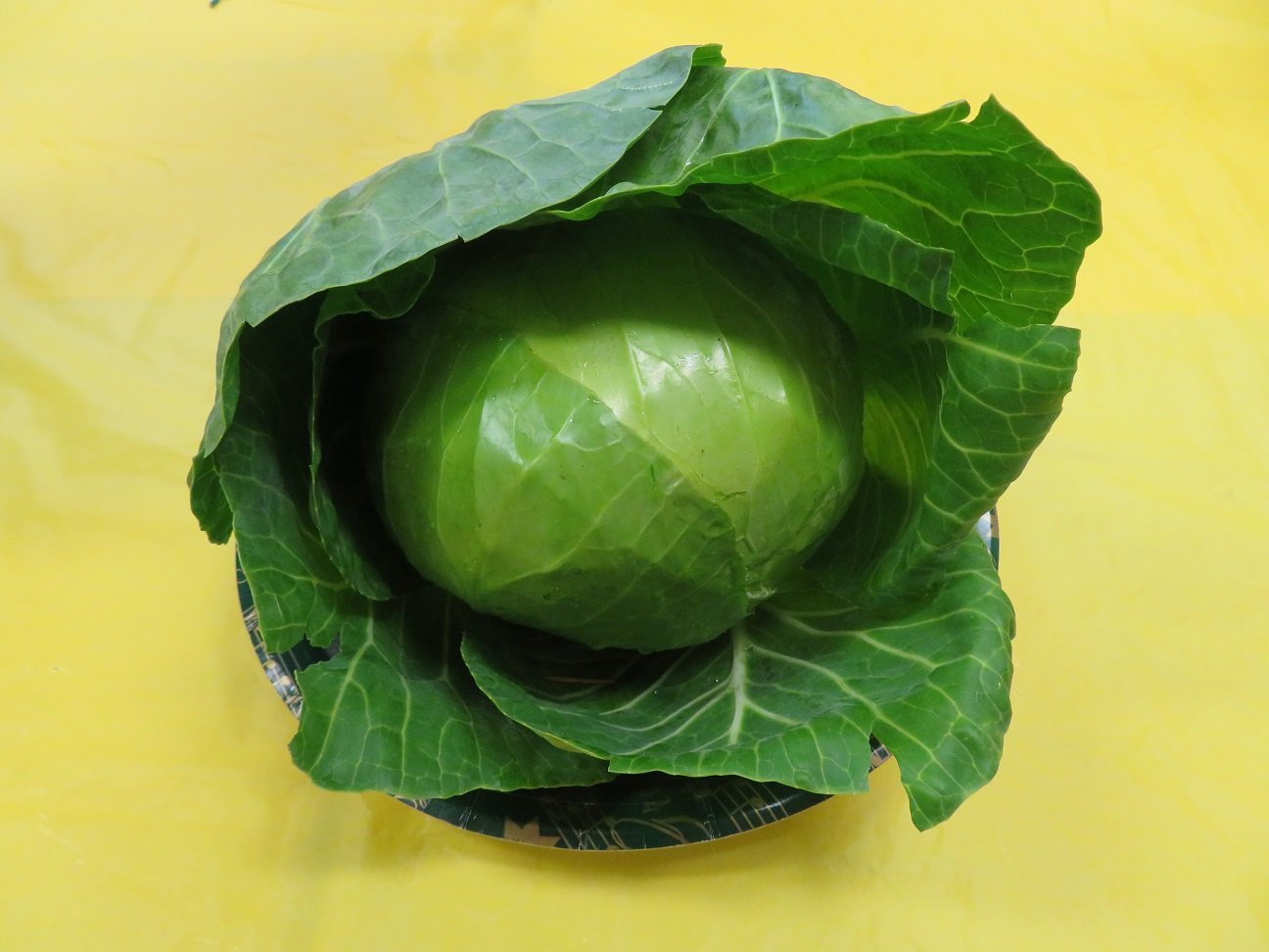 ParShow_Class_2_3_OpenVeg_Cabbage.JPG