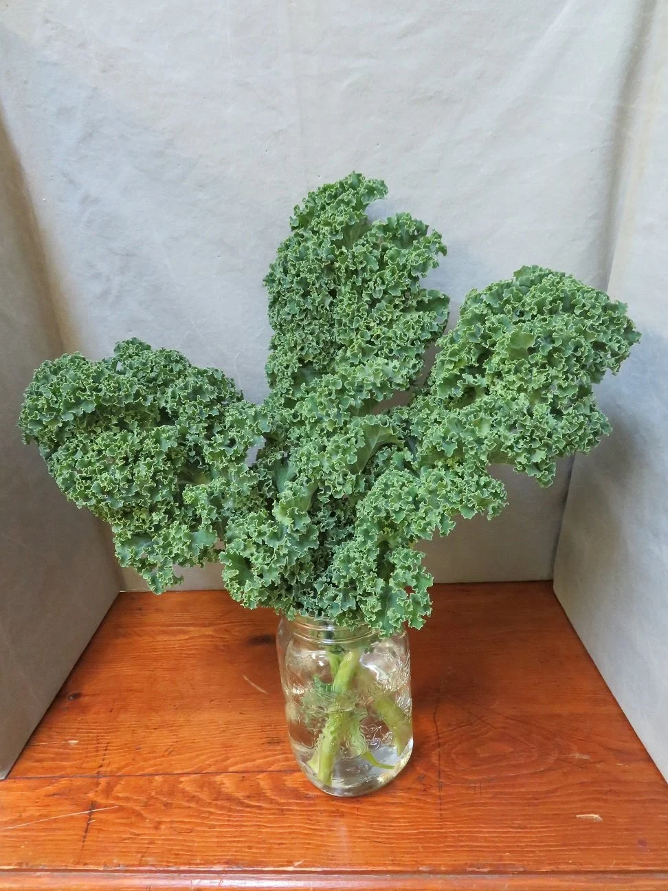 ParShow_Class_2_3_OpenVeg_Kale.JPG
