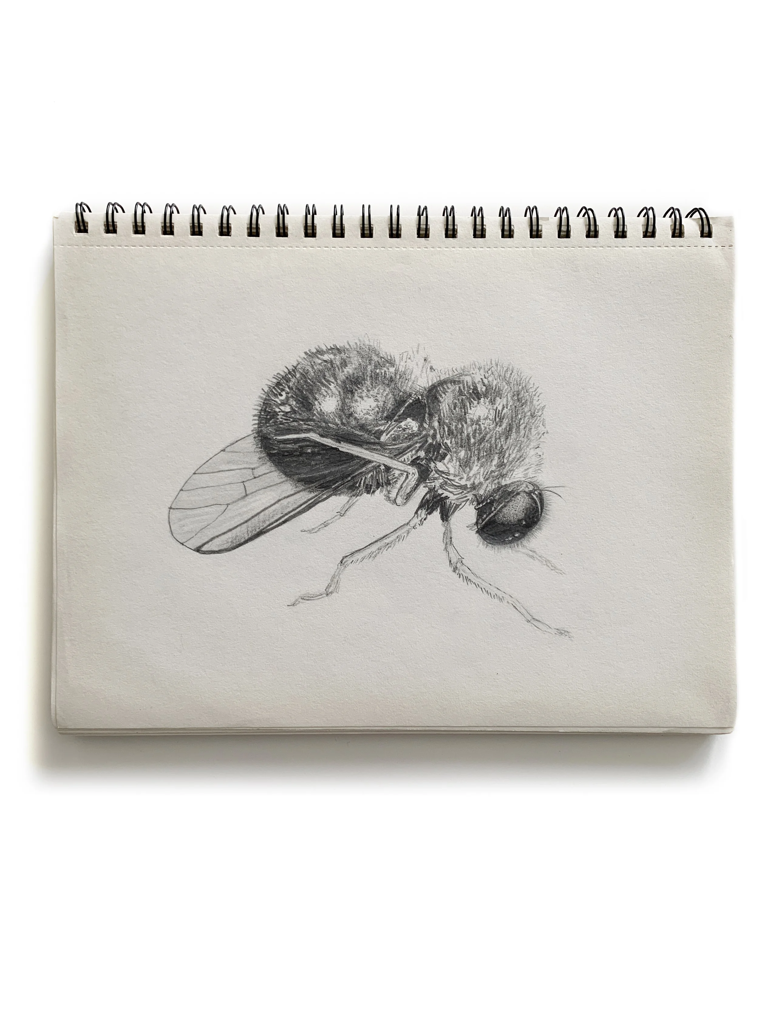 Small-headed fly IMG_9916.jpg