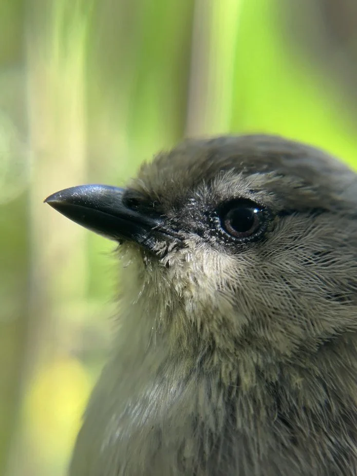 bushtit for website FDECB238-430E-4F64-89BE-C025C602ED90_1_105_c copy.jpg