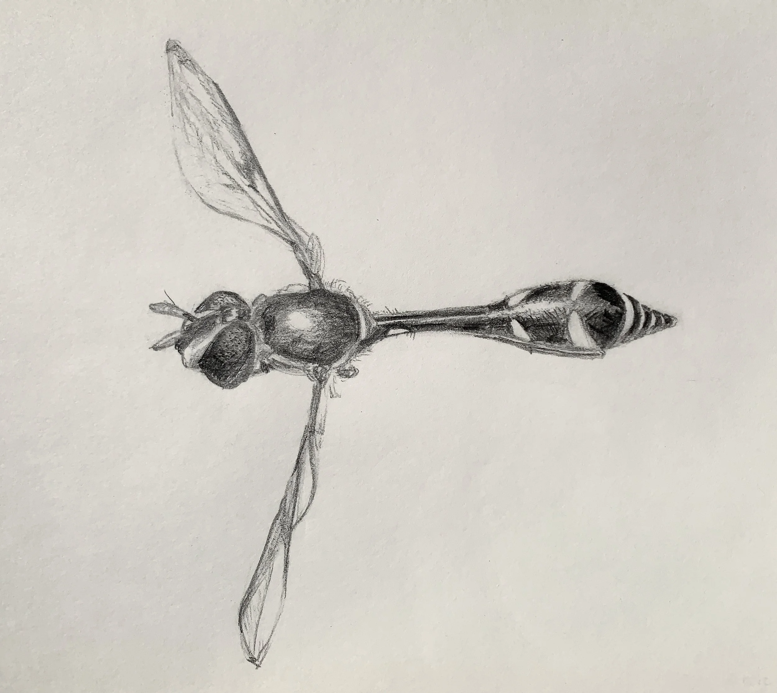 Four-speckled hover fly for website IMG_3985.jpeg