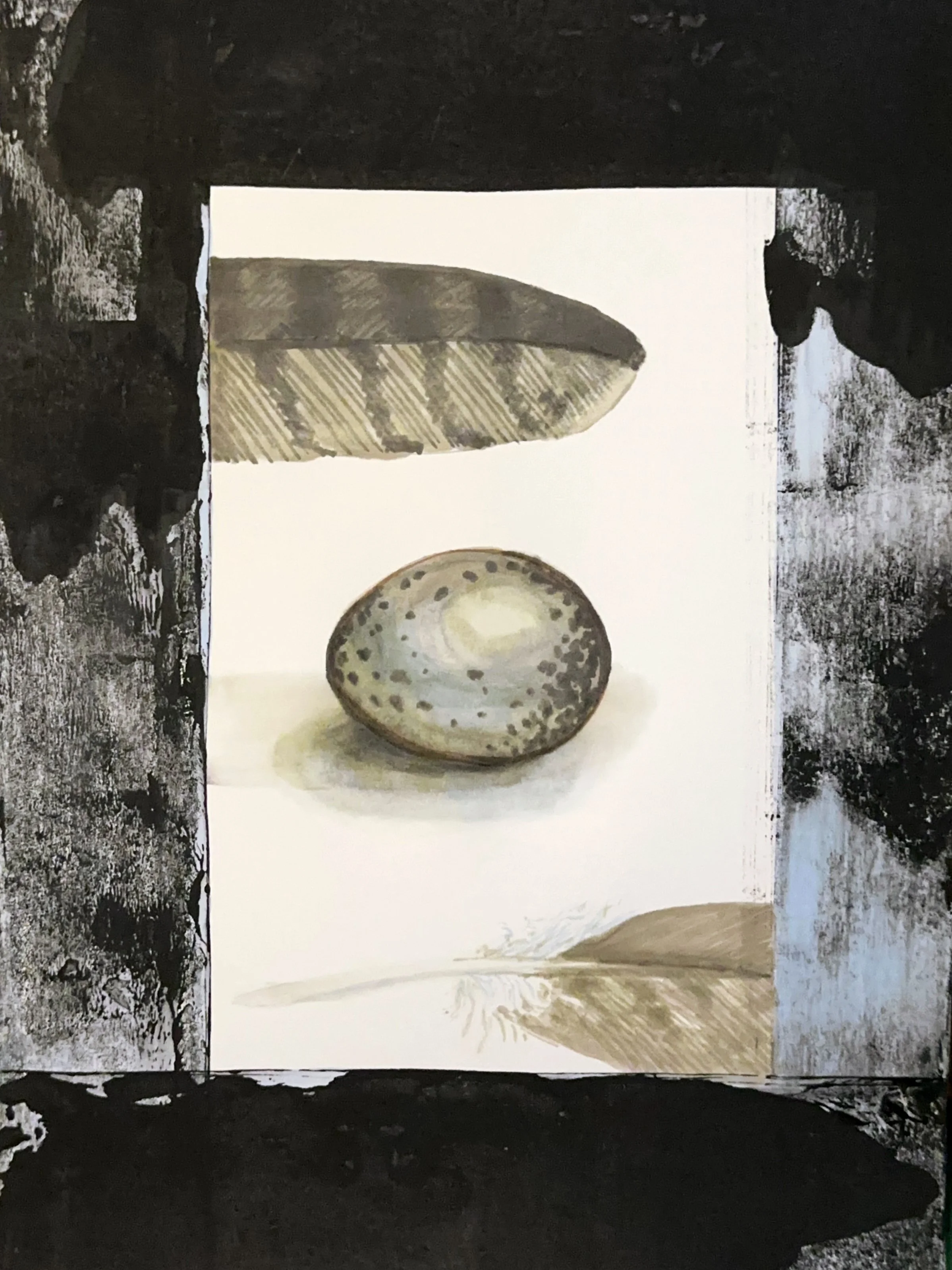 Hawk egg and feathers for website IMG_8689.jpg