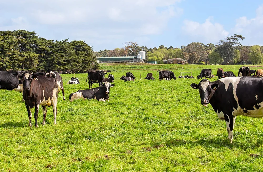 Aus'Mania Milk — Tasmania Fresh