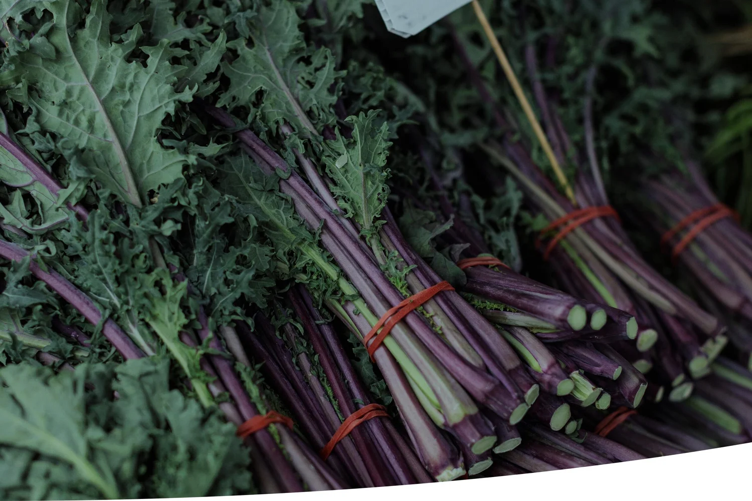 Fruit & Vegetables — Tasmania Fresh