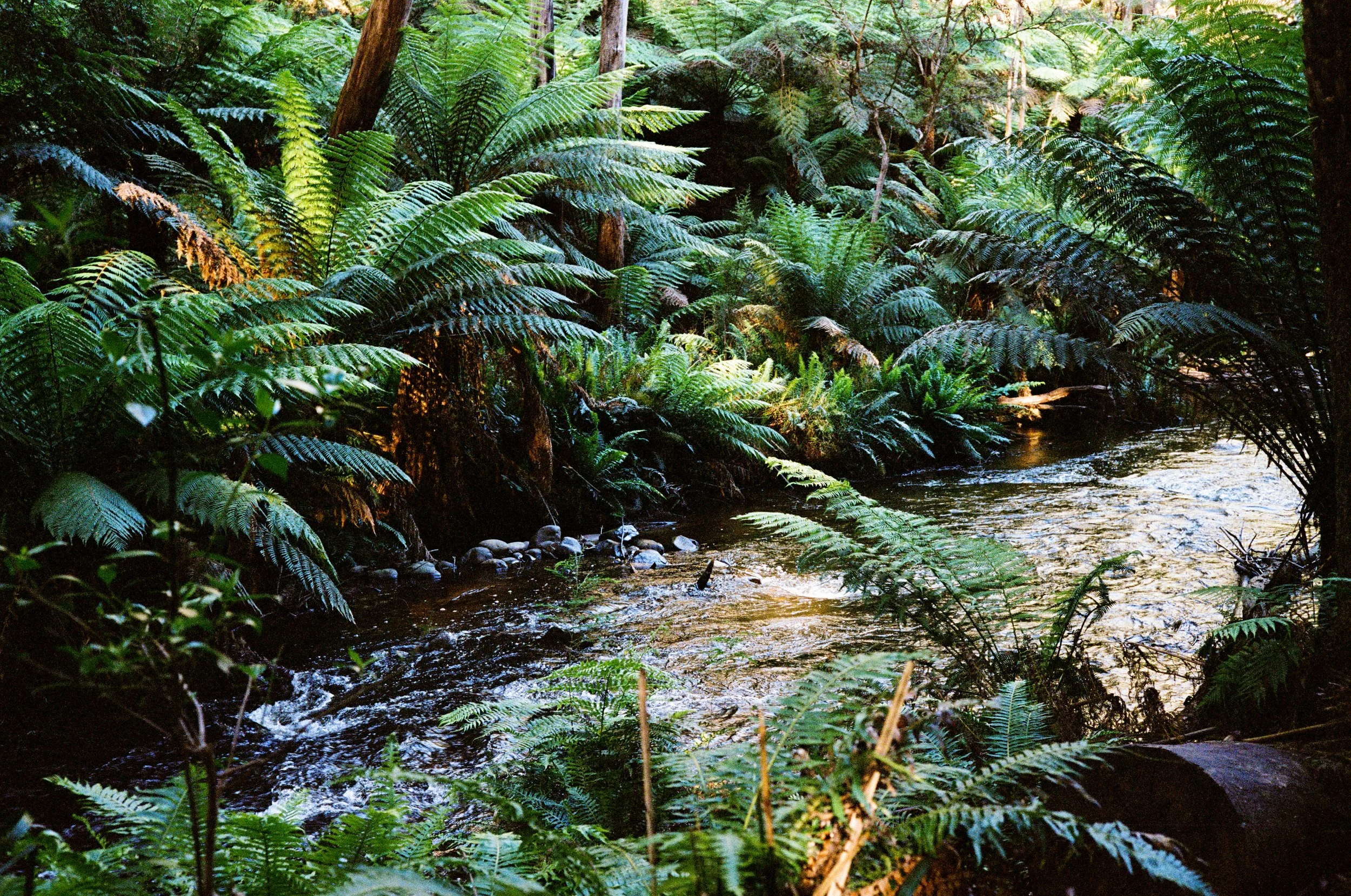 Landscape - Film - JZ-5.jpg