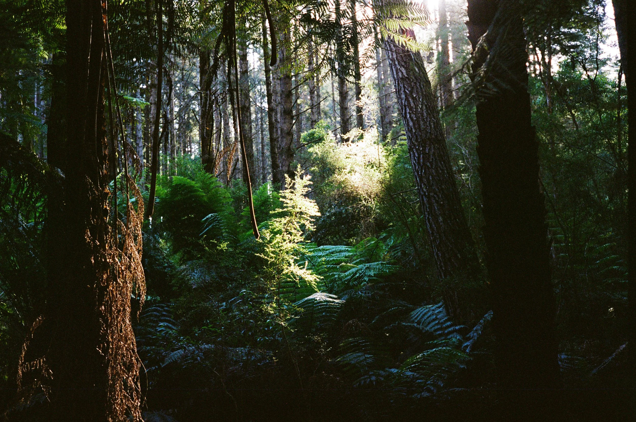 Landscape - Film - JZ-3.jpg