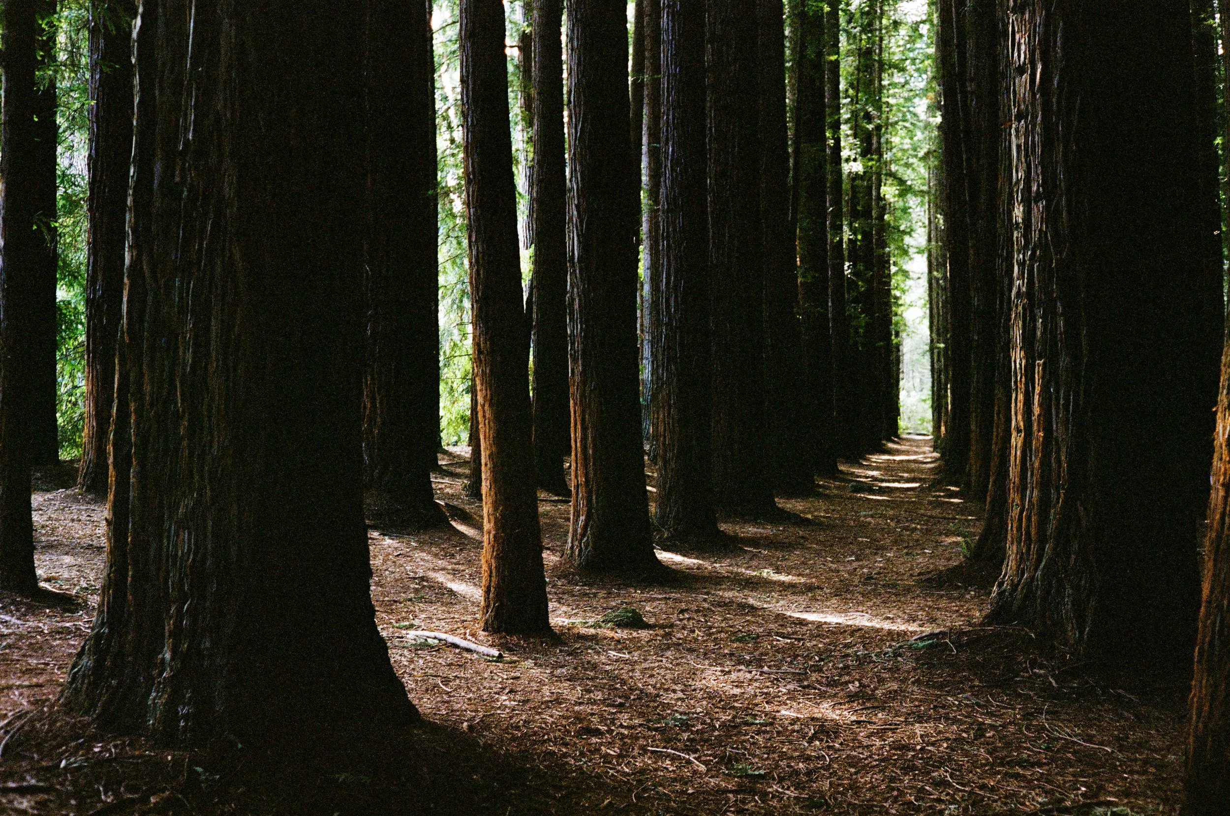 Landscape - Film - JZ-1.jpg