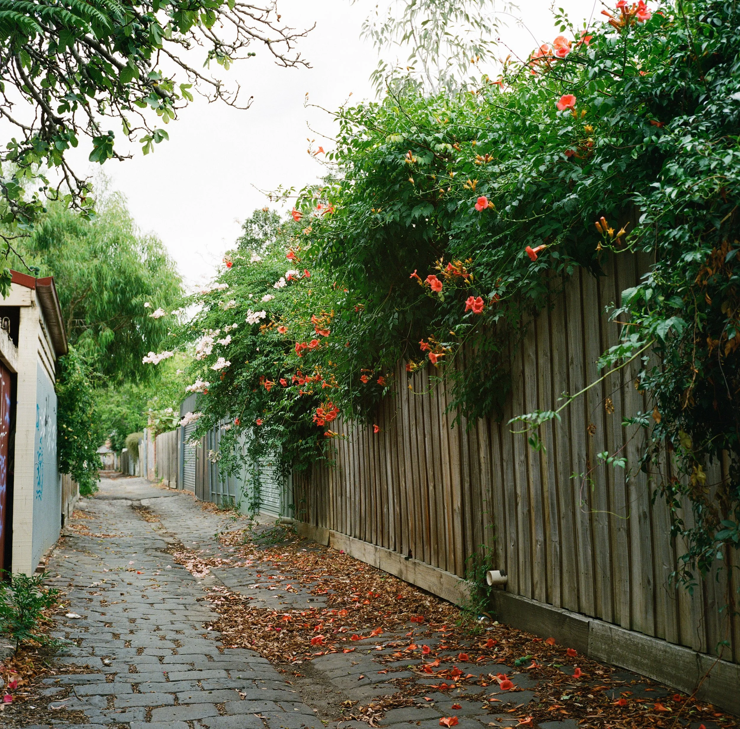 Melbourne on Film - March 2026 - JZ-3.jpg