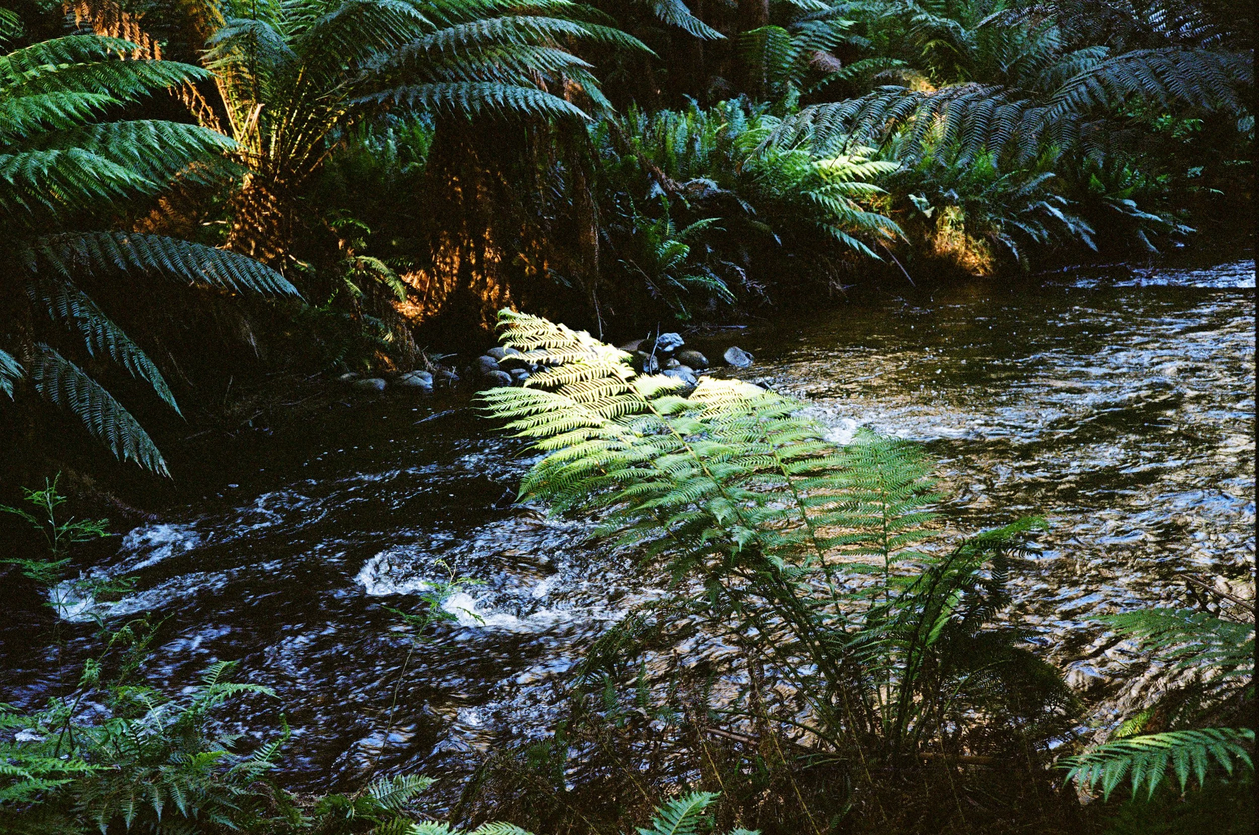 Landscape - Film - JZ-4.jpg