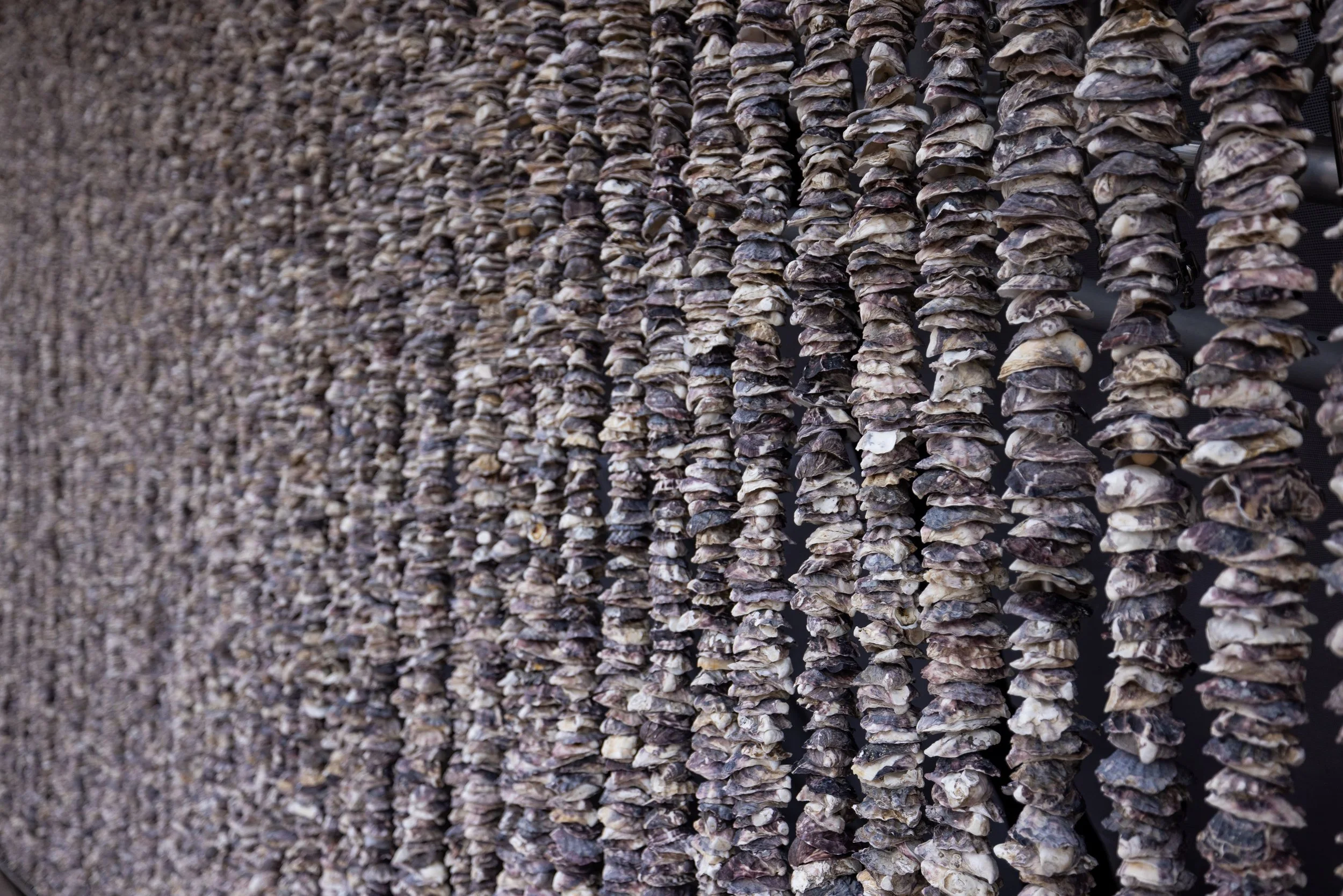 Megan Cope, the shell seeker