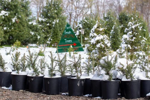 Our Trees — Howling Pines Tree Farm