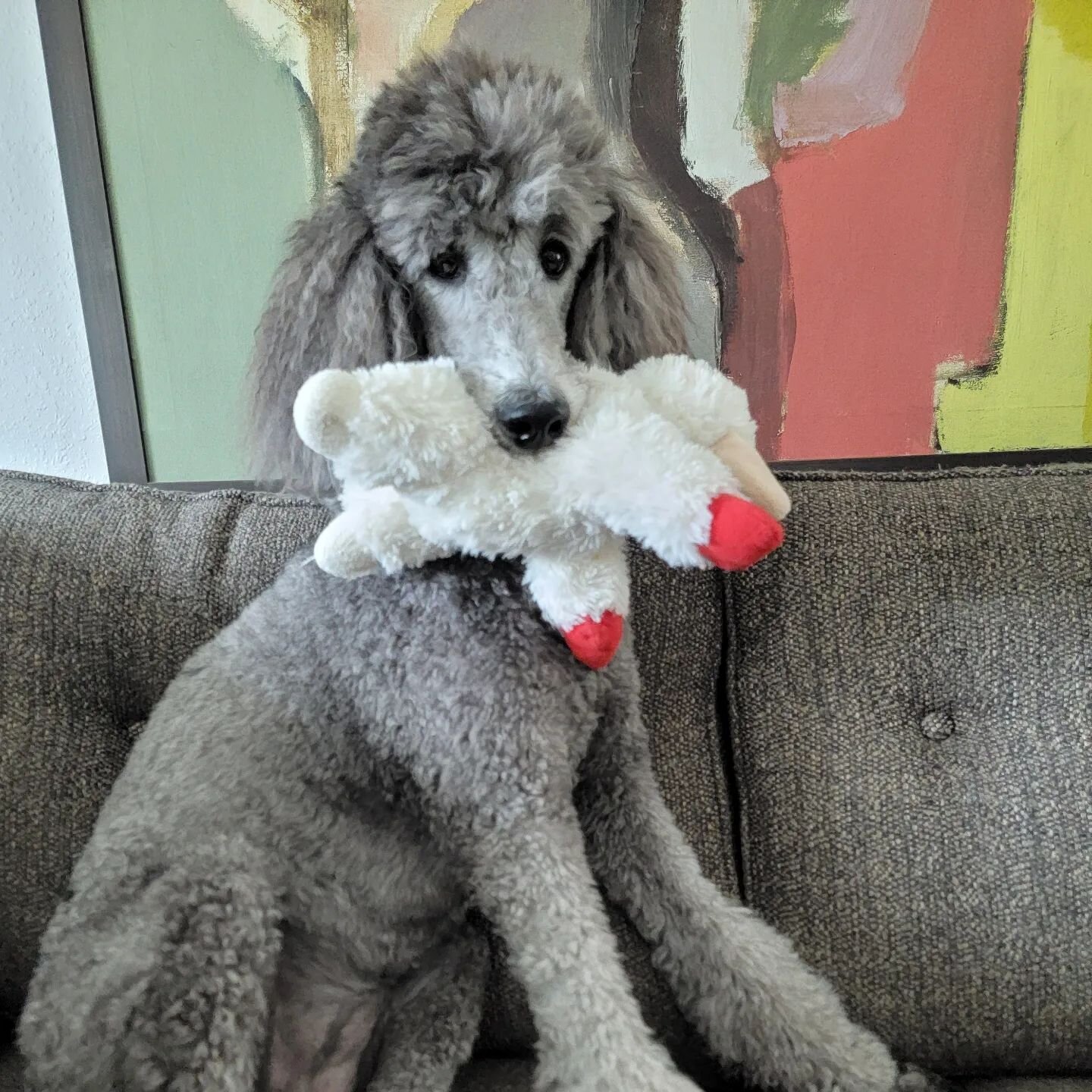 Sometimes you just wanna chill with your lamb on the couch and I'm ok with that too. 
.
.
.
.
.
#poodle #chloe 
#wegotstepsinfirst 
#saturdays 
.
.
.
.
.
#pitterpatterpaws3 #p3 #stpetefl #dogwalking #petsitting #smallbusiness #blackowned #morethanjus