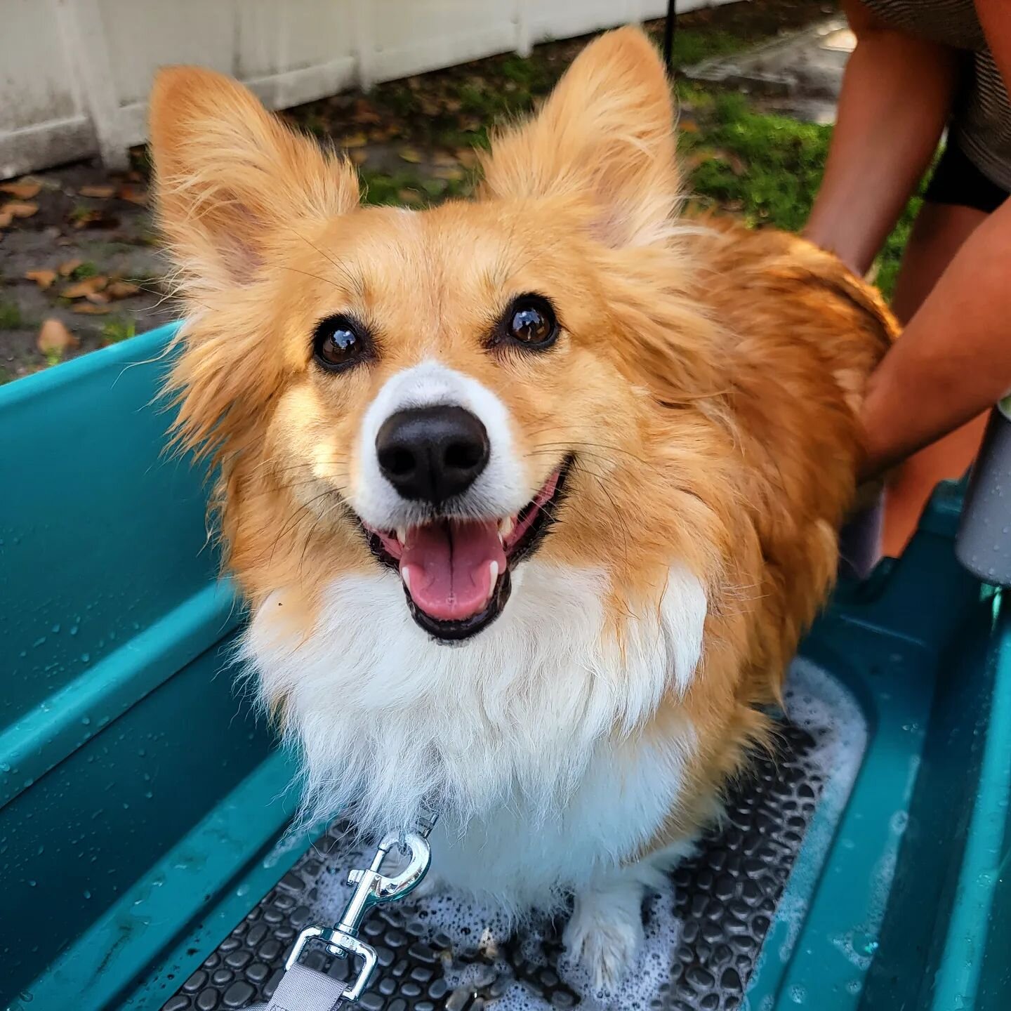 All smiles in the bath. 
.
.
#corgi #allsmiles
.
#pitterpatterpaws3 #p3 #stpetefl #dogwalking #petsitting #smallbusiness #blackowned #morethanjustawalk #loventhemlikeyoulovethem #exercise #dogsofig #fldogs #dogsofdunedin #dogsofstpete #daycare #newfr