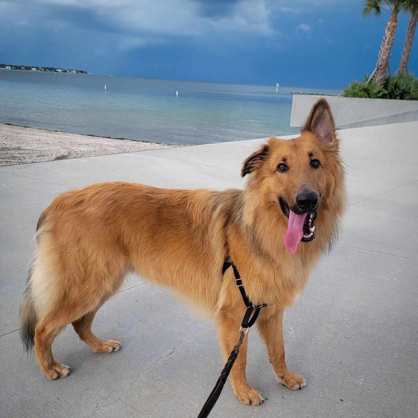 There's gotta be more to life than being really really REALLY good looking. 
.
Not for Booker. It's being handsome and getting all the heads to turn as he takes a stroll down the @stpetepier 
.
Oh and any ball. Ball is life. 
.
.
.
.
#collieshepherd 