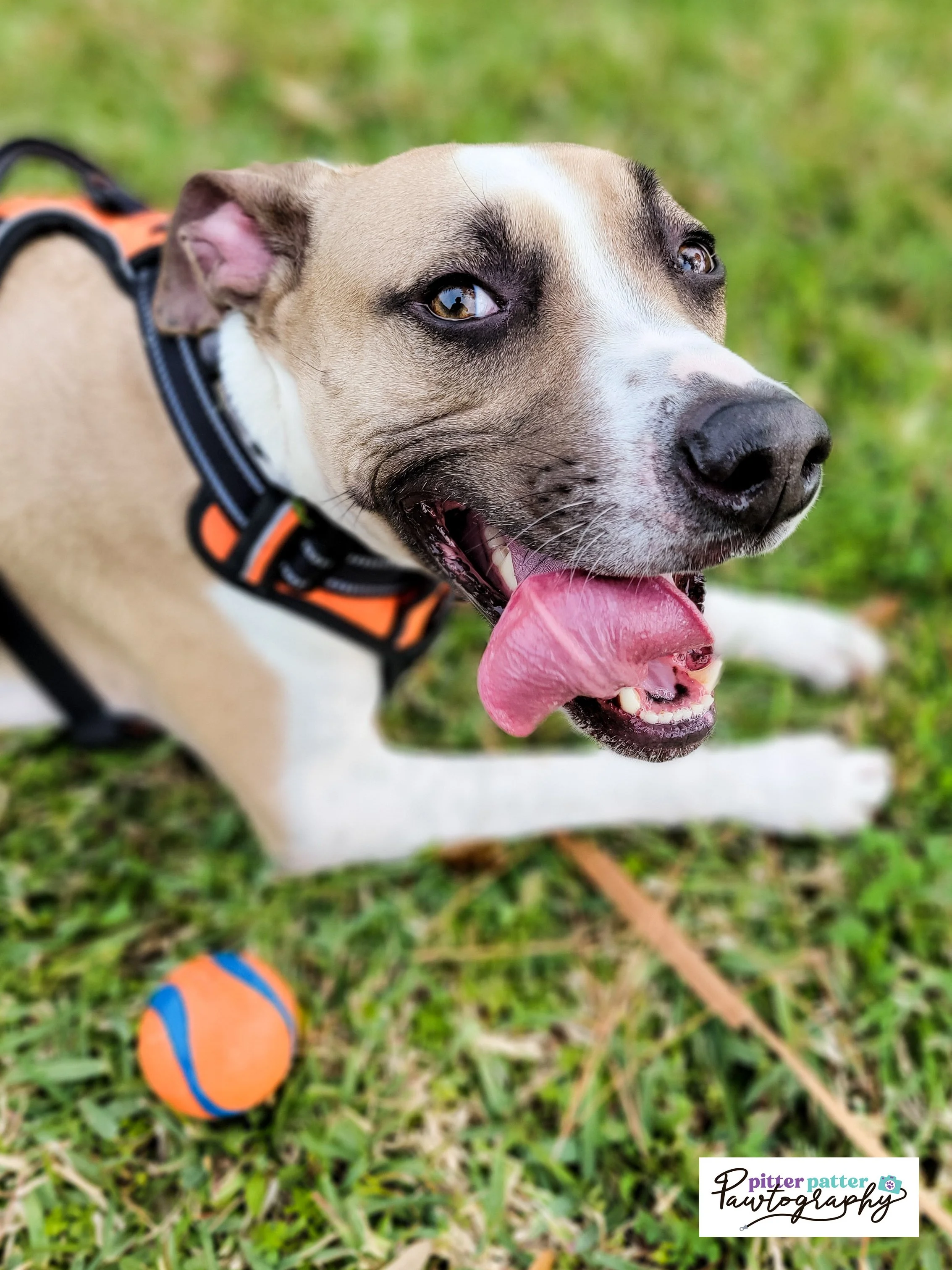 Book Now — Pitter Patter Paws