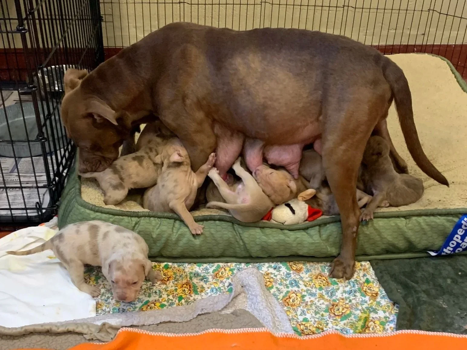 picture of mama dog in douglas county ga shelter with puppies
