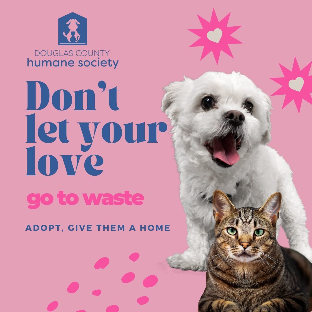 Don't shop, adopt! By choosing to adopt a pet from a shelter, you not only give them a second chance, but also make space for another pet in need. Make a difference today! 🐶🐱 #AdoptAShelterPet #RescuePetLove 💕