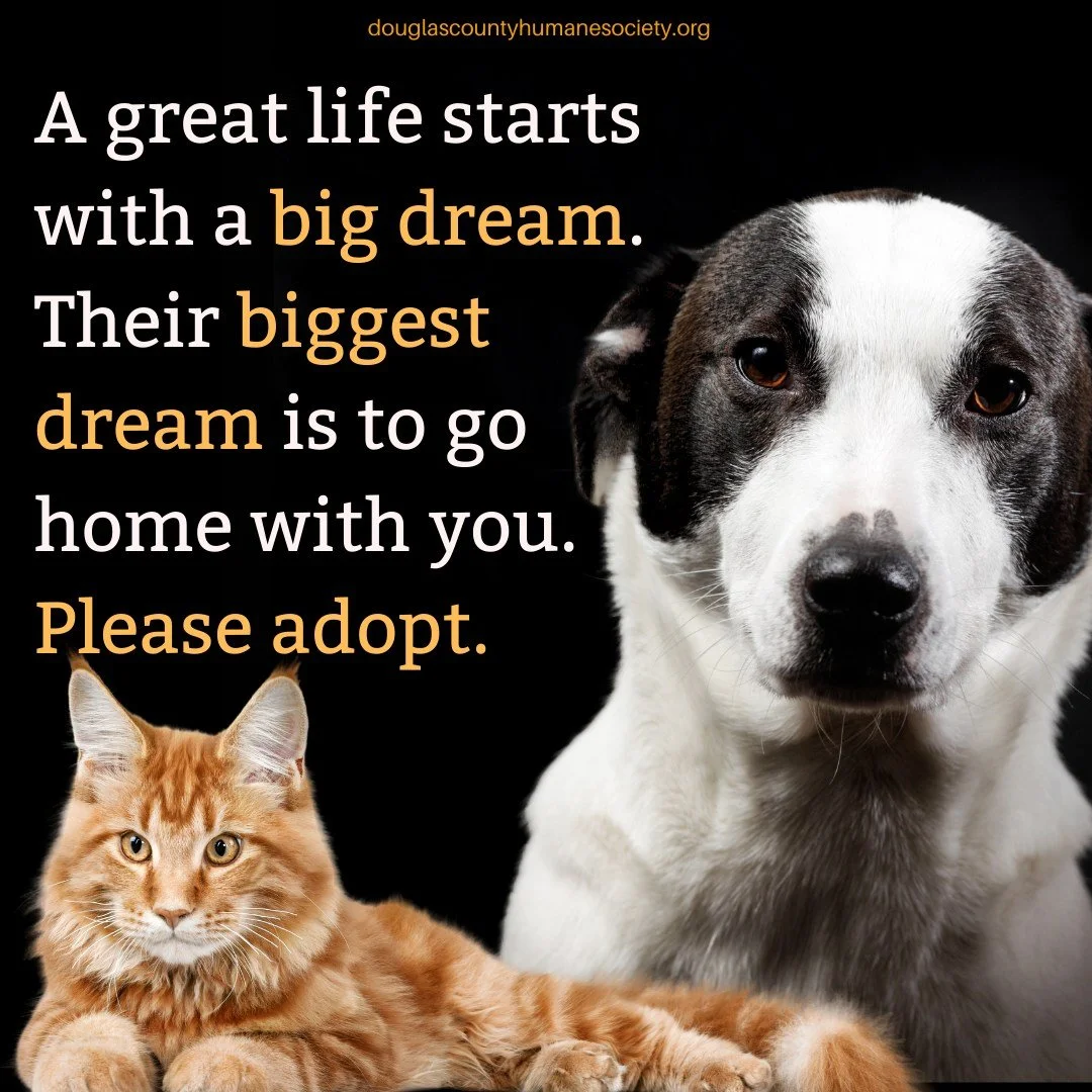 🐾 Your big dream may be a new car or a trip to Disney World. 
🐾 But their biggest and best dream is simply to have a home and a family of their own.
🐾 Please adopt today. 
🐾 If you can't adopt, please foster.
🐾 If you can't foster, please give s
