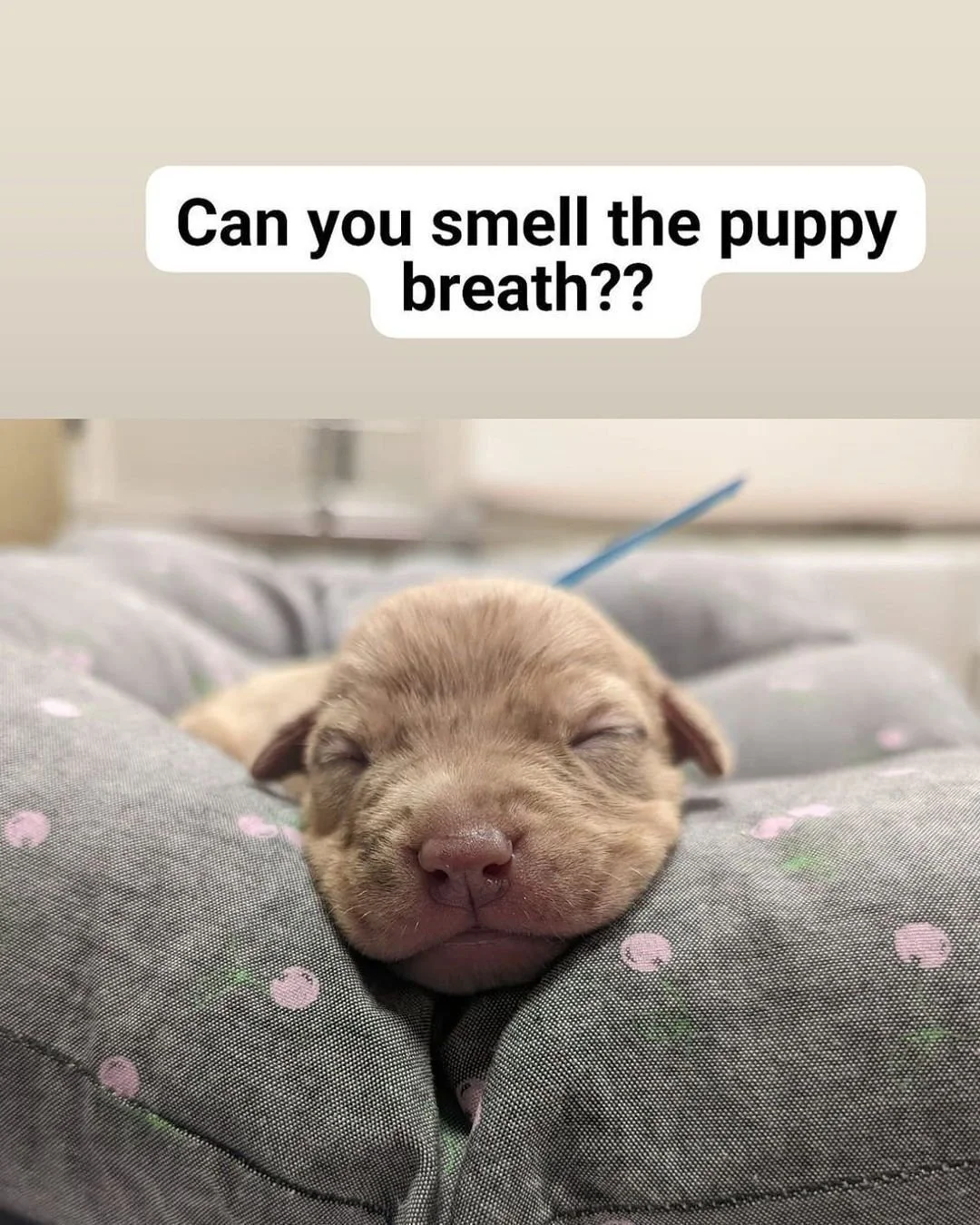 👃 Awwww sweet puppy breath! We can smell it from here. Be a puppy hero and consider supporting the Douglas County Humane Society's good works in Douglas County, GA. The need for all the dogs and cats is great. 
👉 Learn more and give: https://www.do