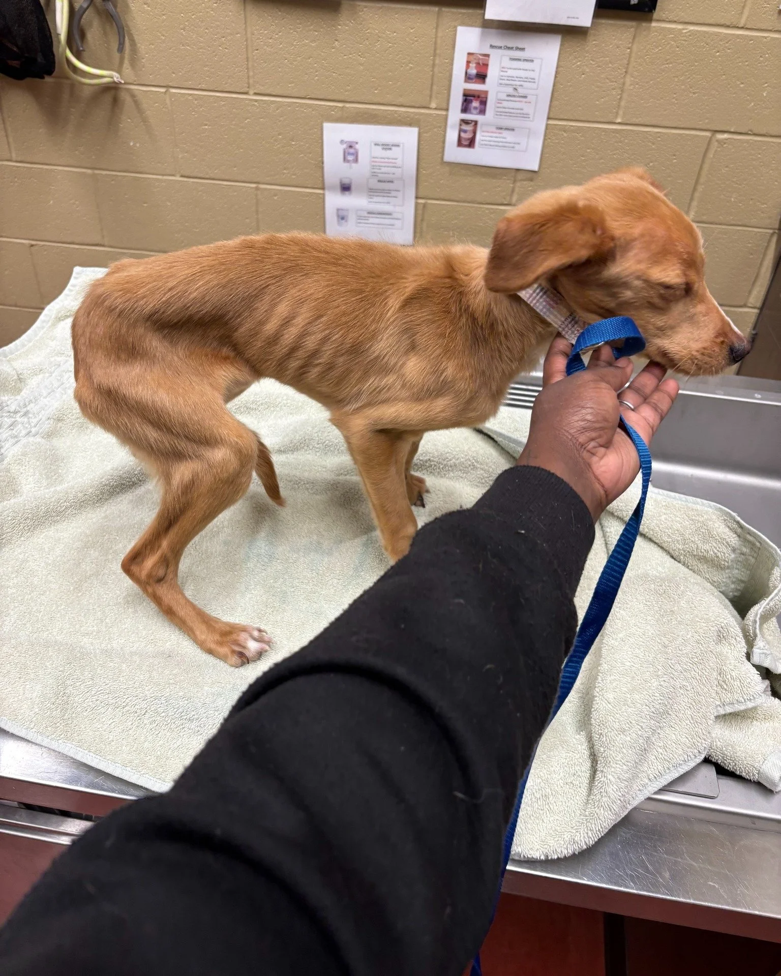 🐶🐱 Only $3! Imagine: one small gift every week, one big impact on the life of a dog or cat - like Spirit, who you see here and is currently receive care - needing help. With just $3 every Thursday, you&rsquo;ll help the Douglas County Humane Societ